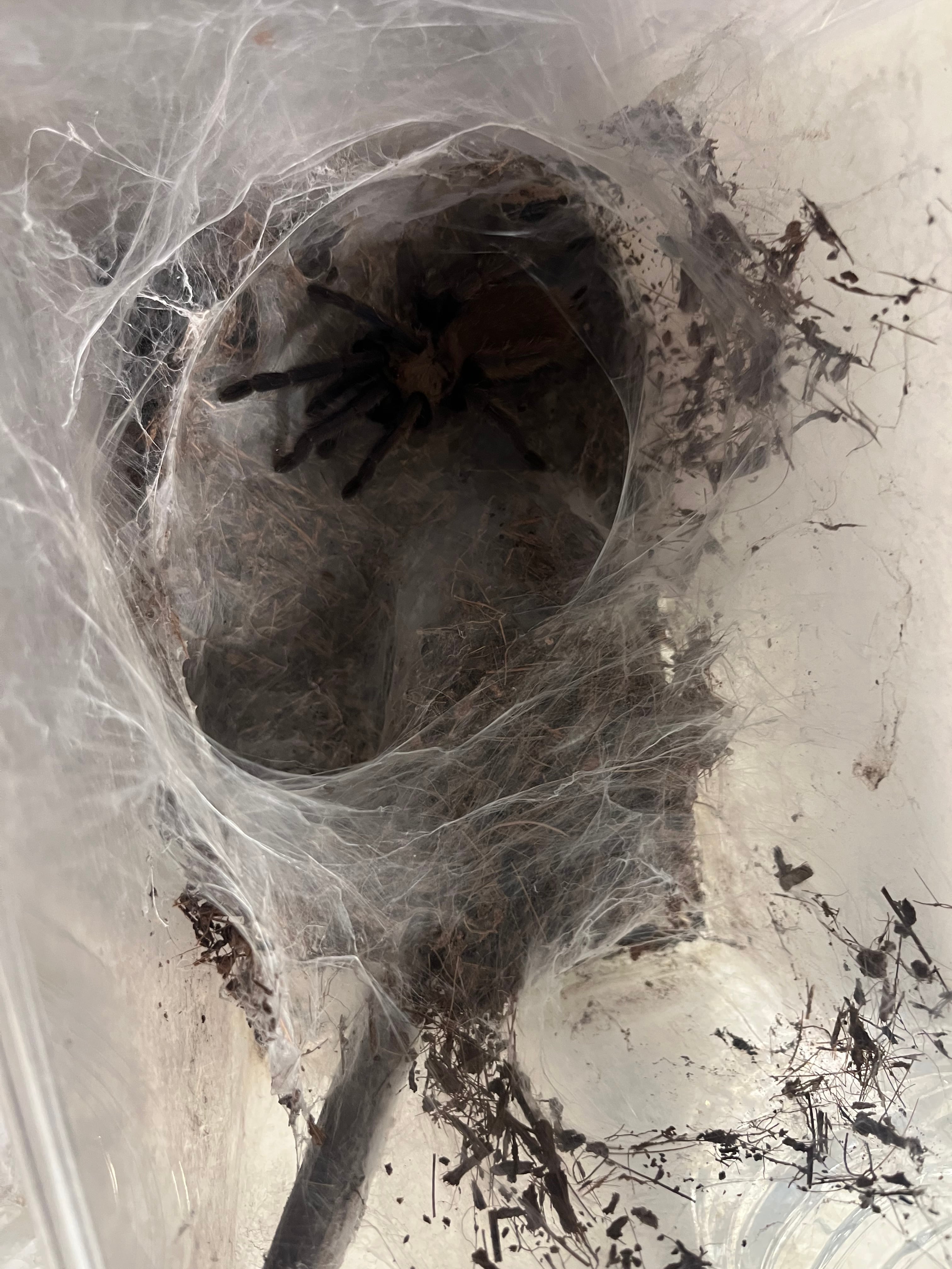 専用】タランチュラと蜘蛛の巣✖️3 | オモニキチュウ