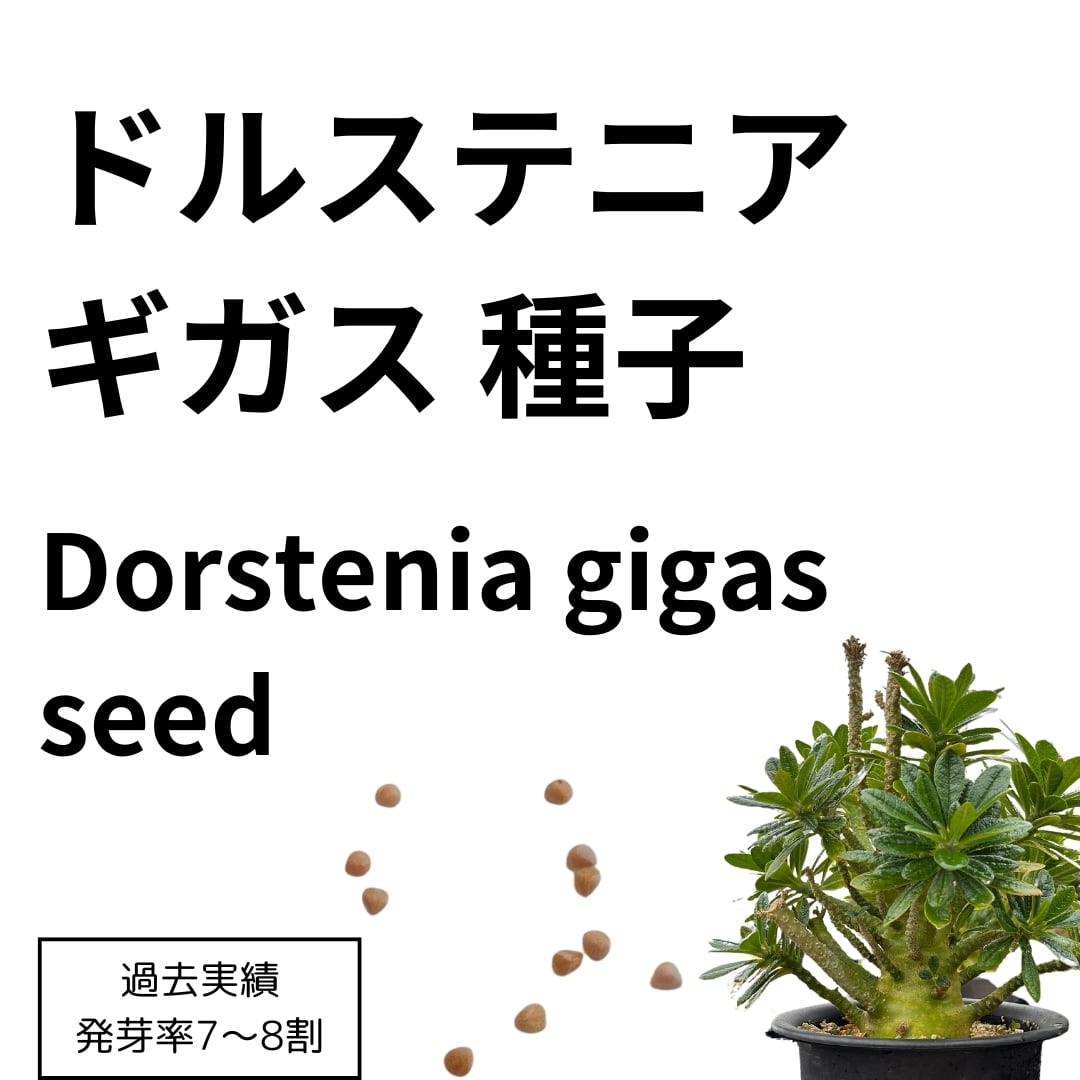 ドルステニアギガス　ブラータ種子5粒 5粒ドルステニアギガスブラータDorstenia gigas bullata