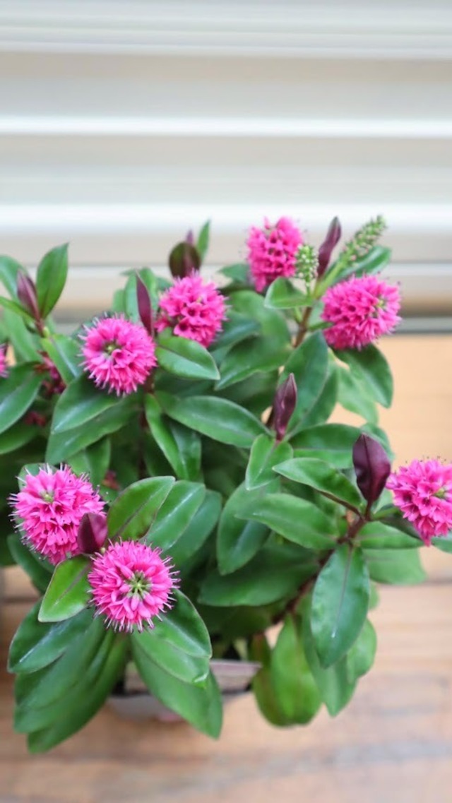 へーべ　『クイーン・キウイ　へーべ』　3号ポット　１苗