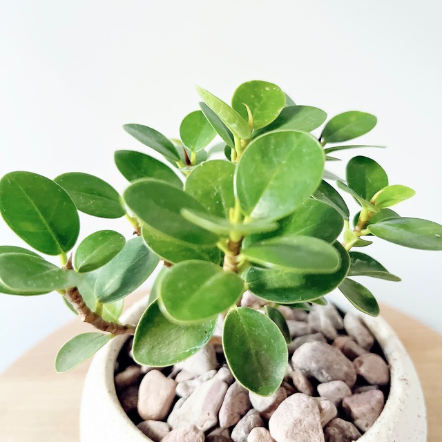 ちいさな森のコパンダガジュマル 陶器鉢仕立て calm cafe