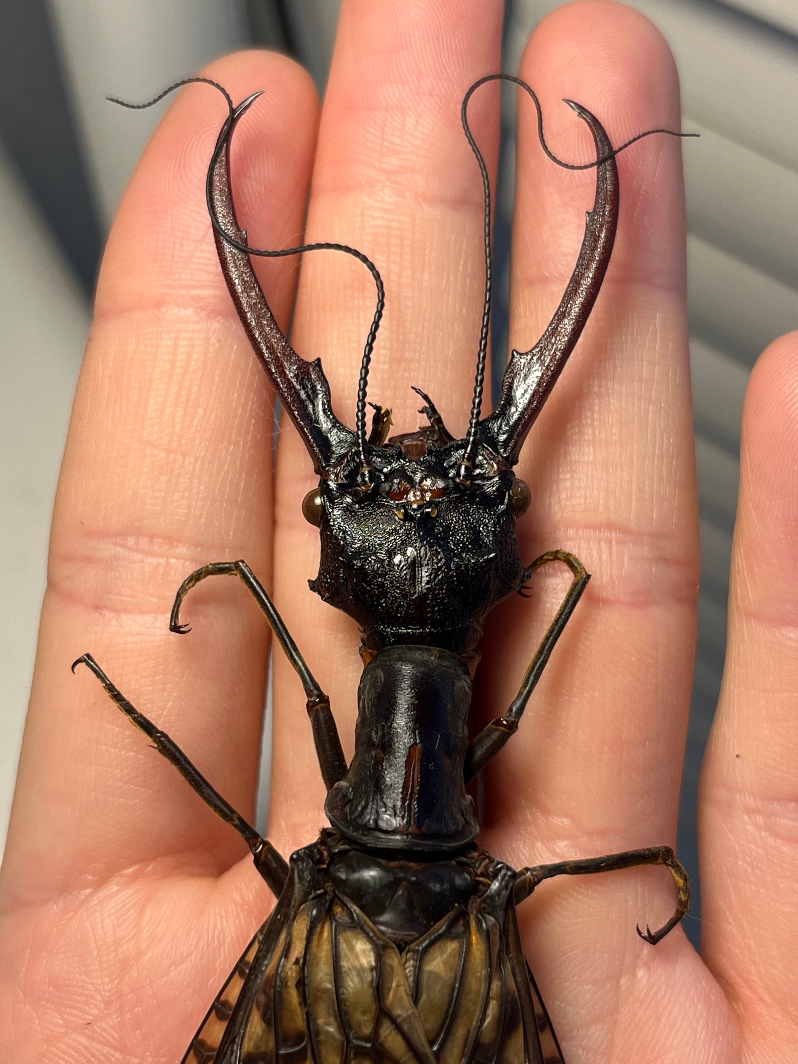 特大】オオキバヘビトンボ オオアゴヘビトンボ 昆虫標本 標本