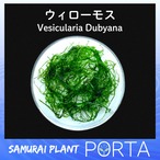 ウィローモス 水草 モス（無農薬）  5g程度