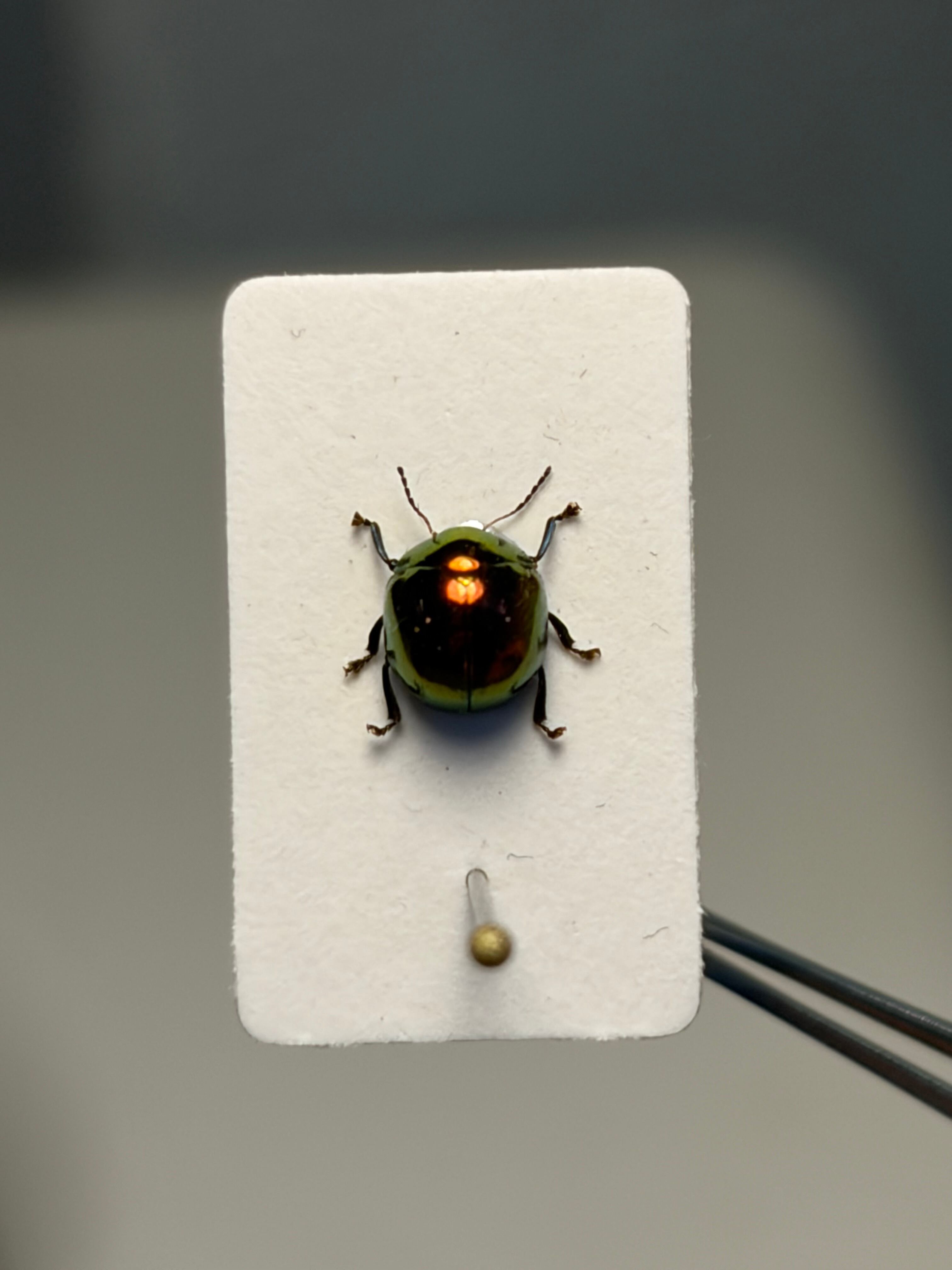 4mm】オオツヤハムシ レッド 標本 世界で1番美しい甲虫図鑑 ゴミムシ