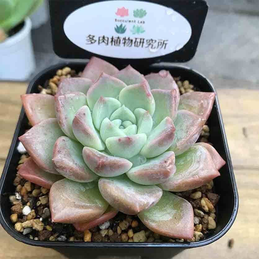 ピンクスポット Echeveria Pink Spot 輸入苗 多肉植物研究所