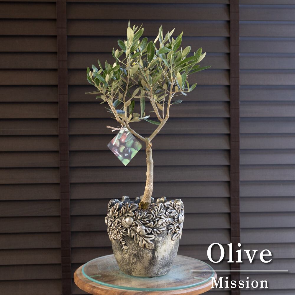 創樹 オリーブ 5号 Olive ミッション 盆栽 SOUJU Mission オリーブの木 陶器鉢