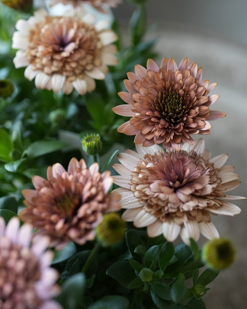 オステオスペルマム・ダブルプリンセス 『コーラル』　  3.5号　