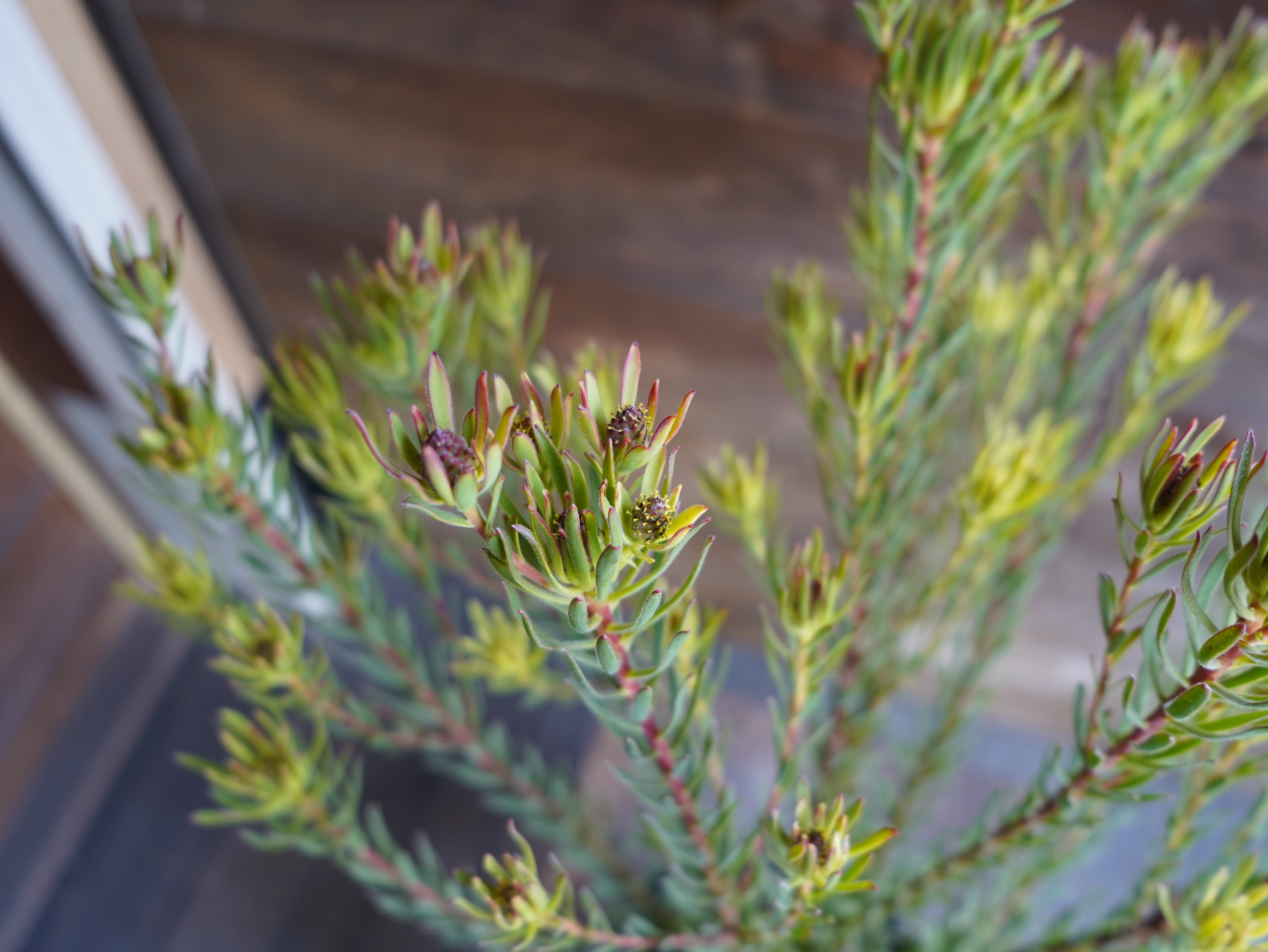 【現物】リューカデンドロン　”Strawberry Fair”　A