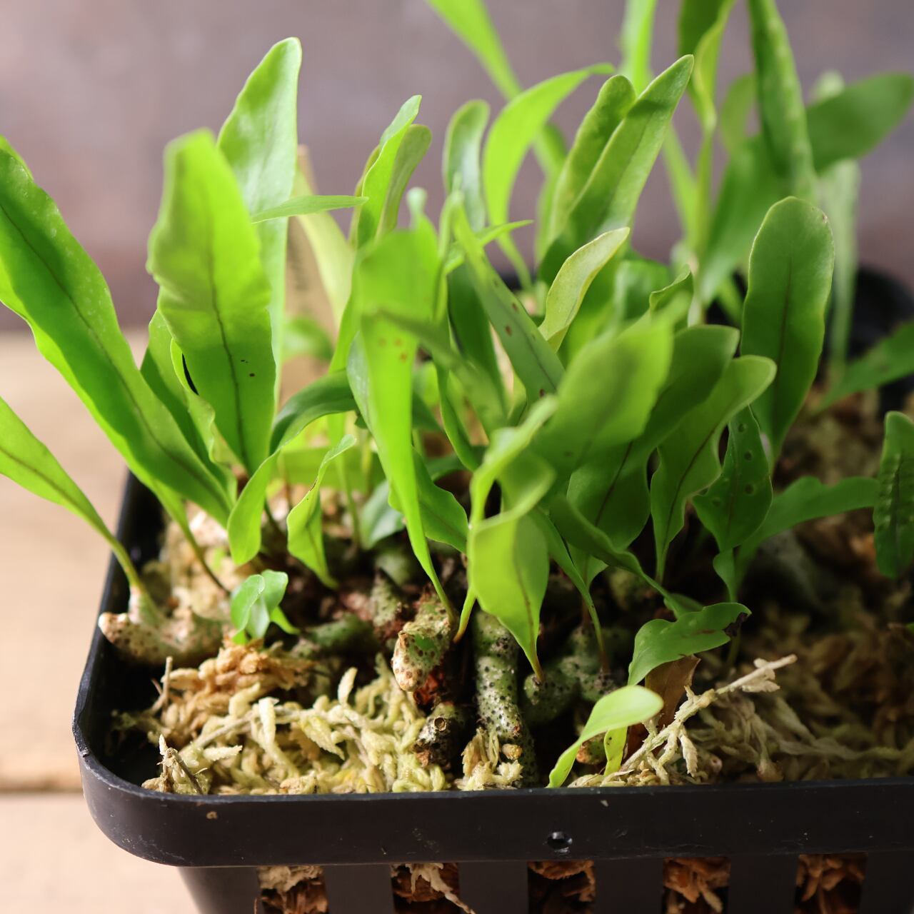 400 森の知恵を宿す、アリと共に生きるシダ『レカノプテリス シヌオサ