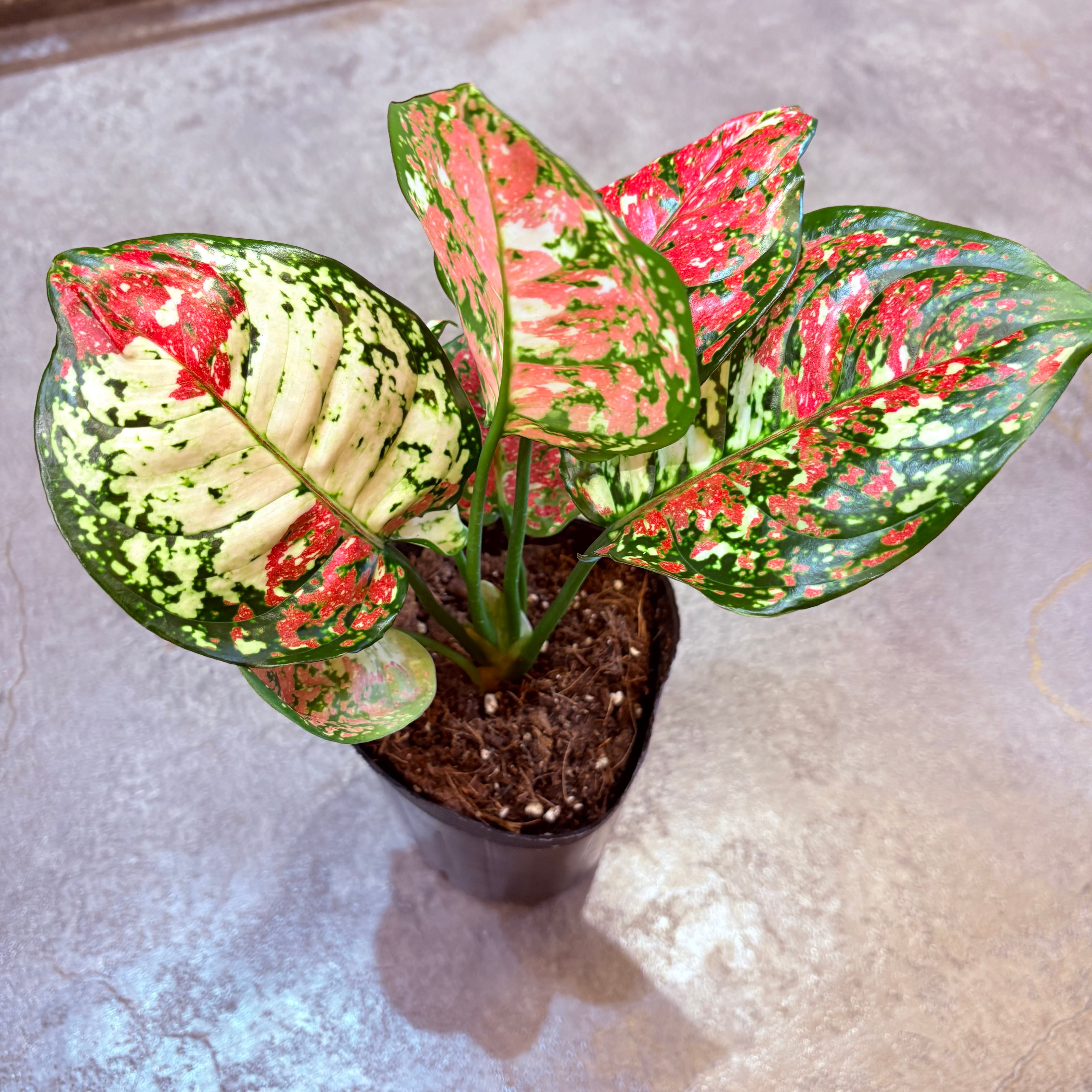 アグラオネマ アンヤマニートリカラー 3.5号 C | Green Vibes 宇都宮市