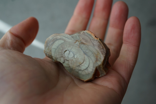 ロイヤルインペリアルジャスパー Royal Imperial Jasper 1965