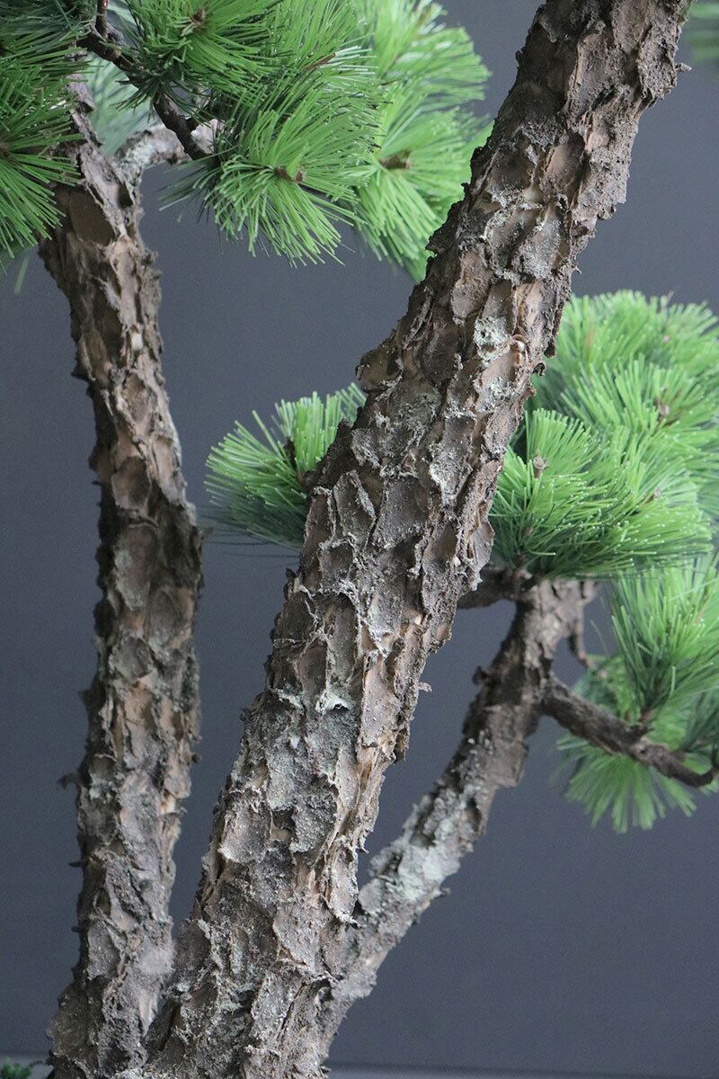 盆栽 松 Pinetree Bonsai #156 | Oh! BONSAI