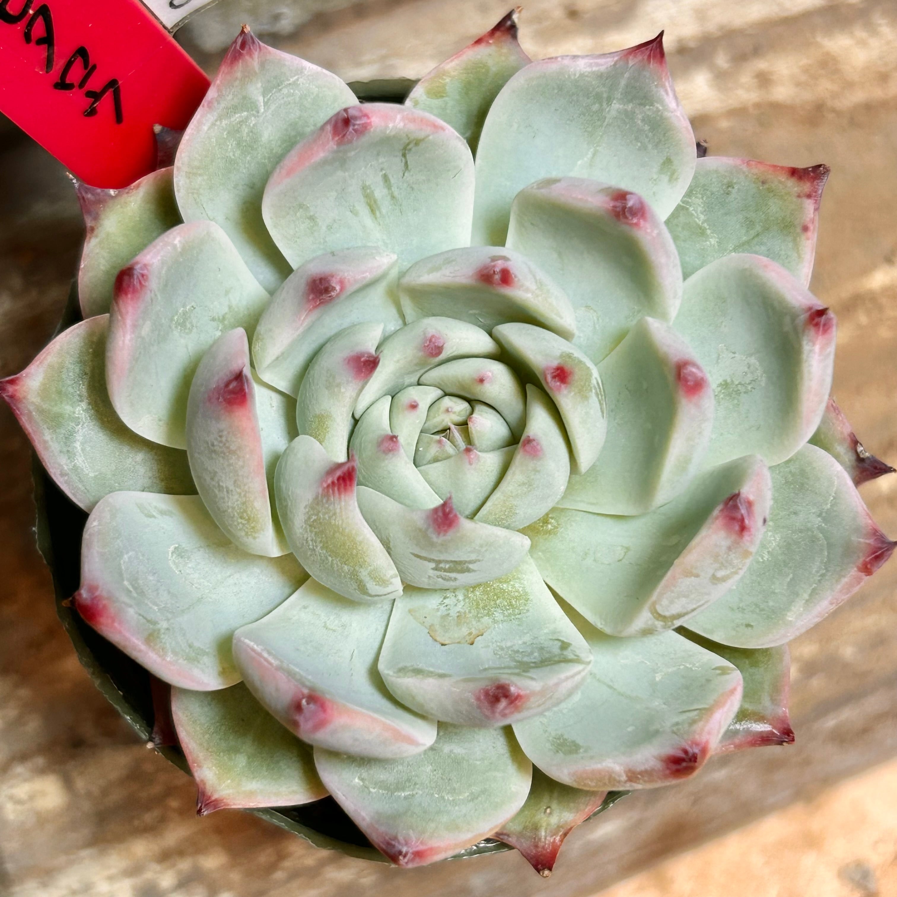 雪の妖精 | RuPo 多肉植物専門店