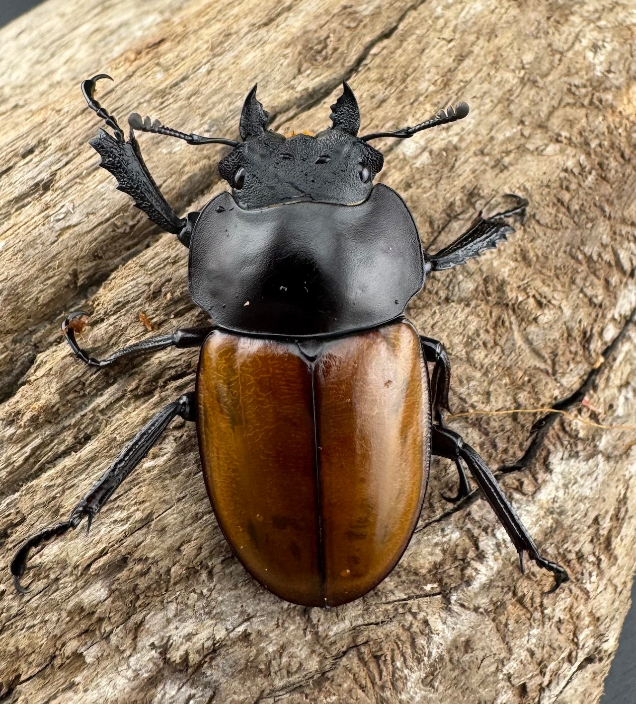 【WD】《ニティドゥスマルバネ亜種lemeei 広西壮族産 42mm ペア》