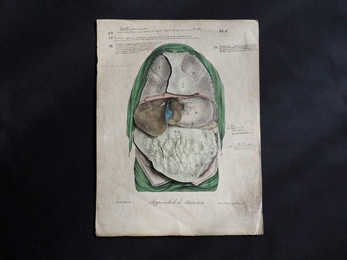人体解剖図 Atlas du Nouveau Manuel d’Anatomie Descriptive et Raisonn