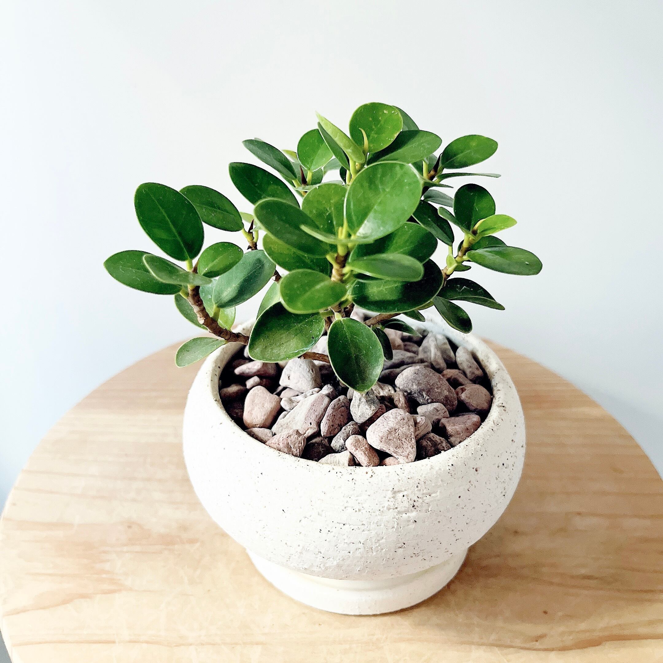 希少》フィカス リラータ イヴォンヌ 斑入り カシワバゴム 3.5号＊calm