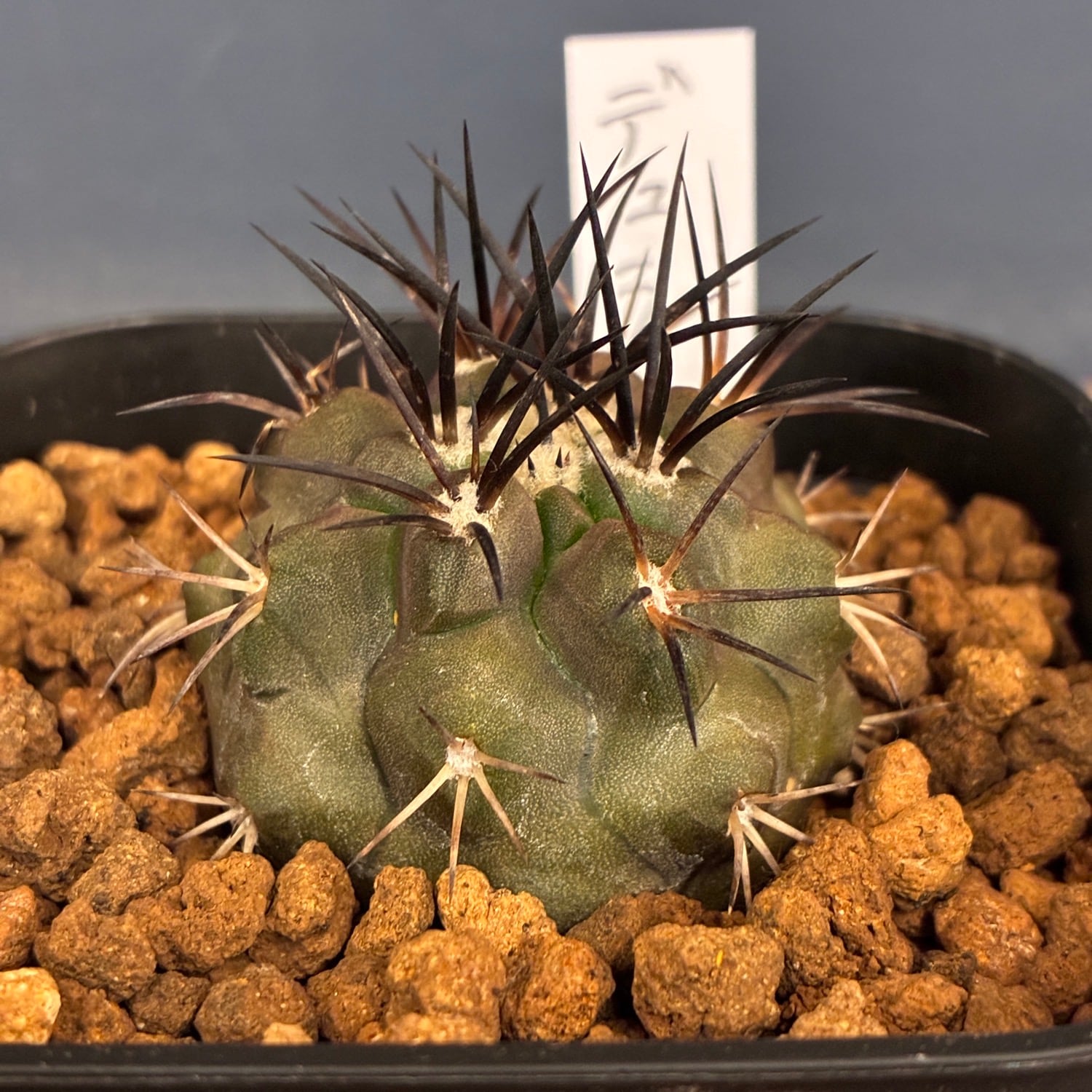 Copiapoa】サボテン コピアポア デュラ 銅羅丸実生【150】 | PROTOLEAF
