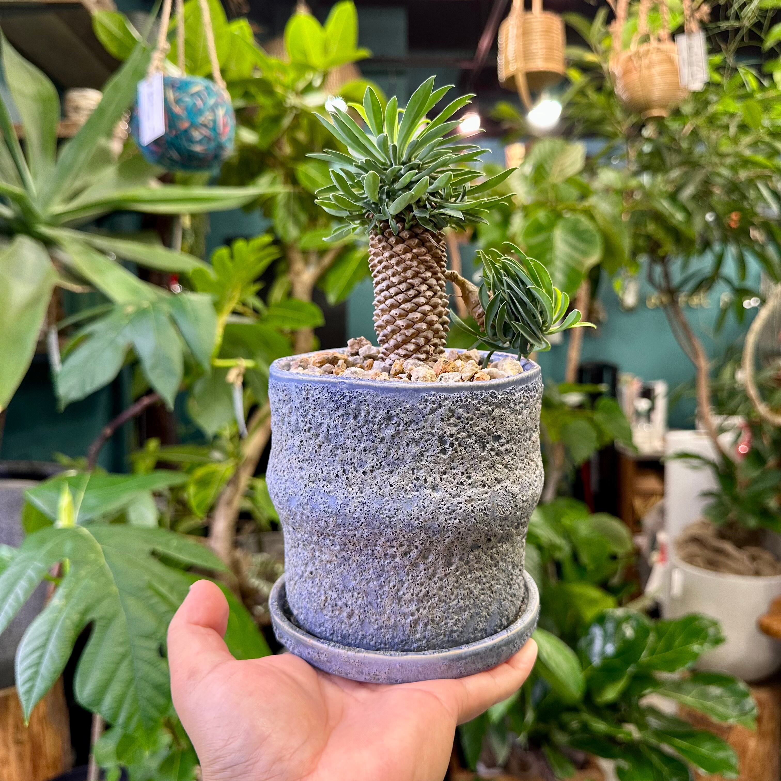 パイナップルコーン（ソテツキリン） | barrelplants_BONSAI