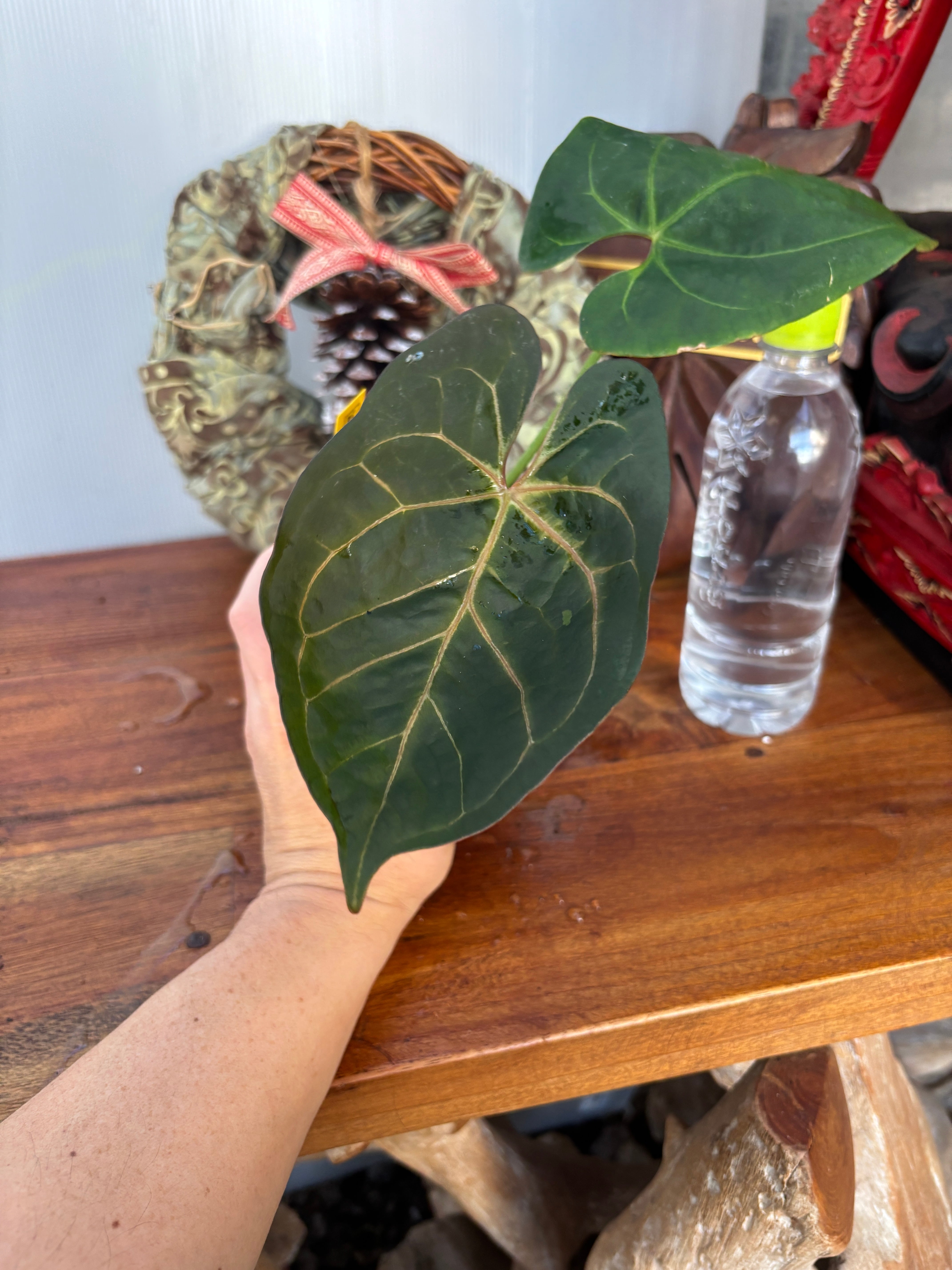 アンスリウム パピリラミナム レッドクリスタリナム Anthurium 斑入り アンスリウム パピリラミナム レッドクリスタリナム Anthurium 斑入り