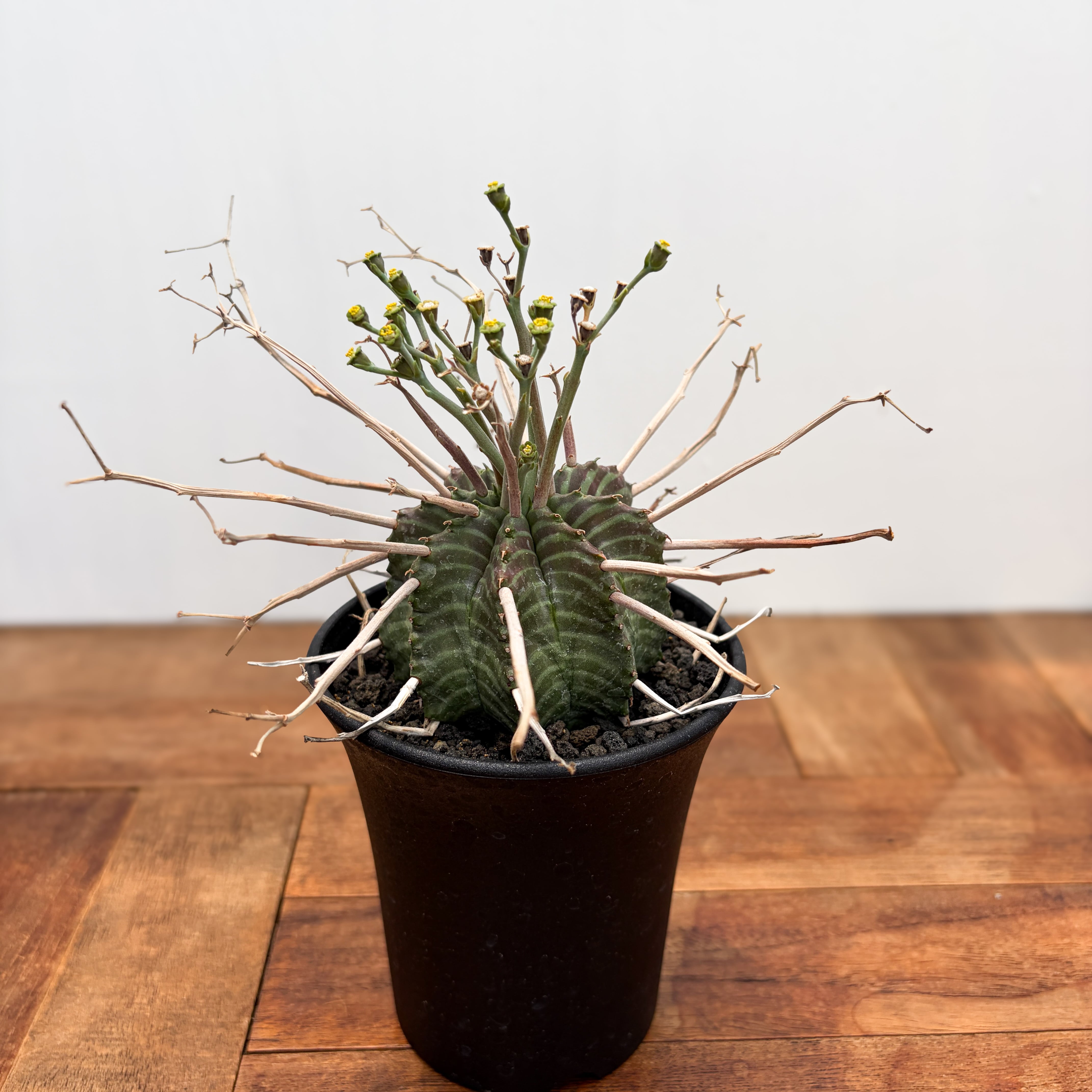 Euphorbia ambovombensis【ユーフォルビア・アンボボンベンシス