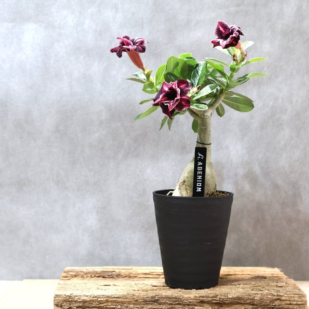 318 その花に目を奪われる『アデニウム KN185』観葉植物 【送料無料