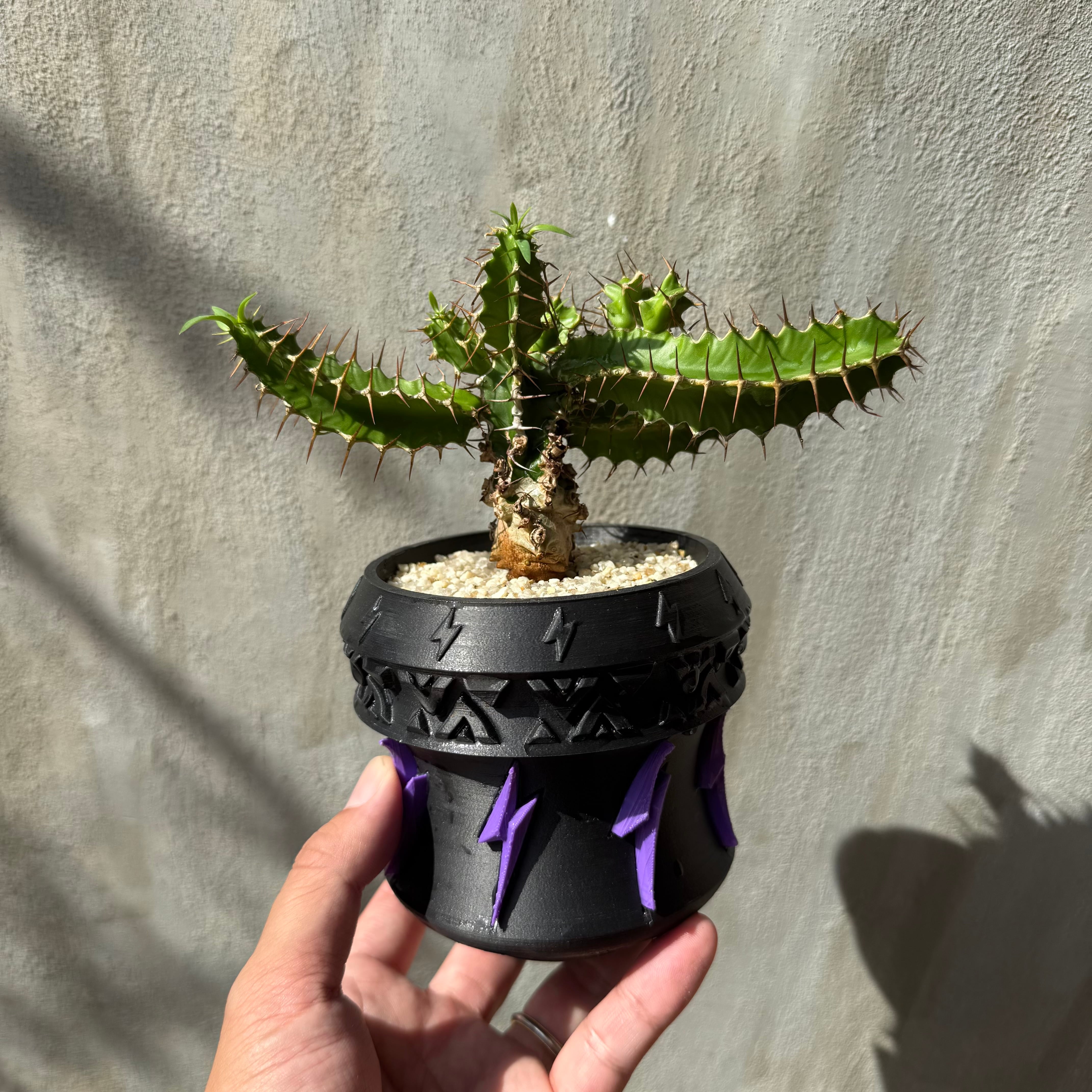 植物×鉢】コミフォラ モンストローサ 実生株 × 陶器鉢 | A-PLANTS