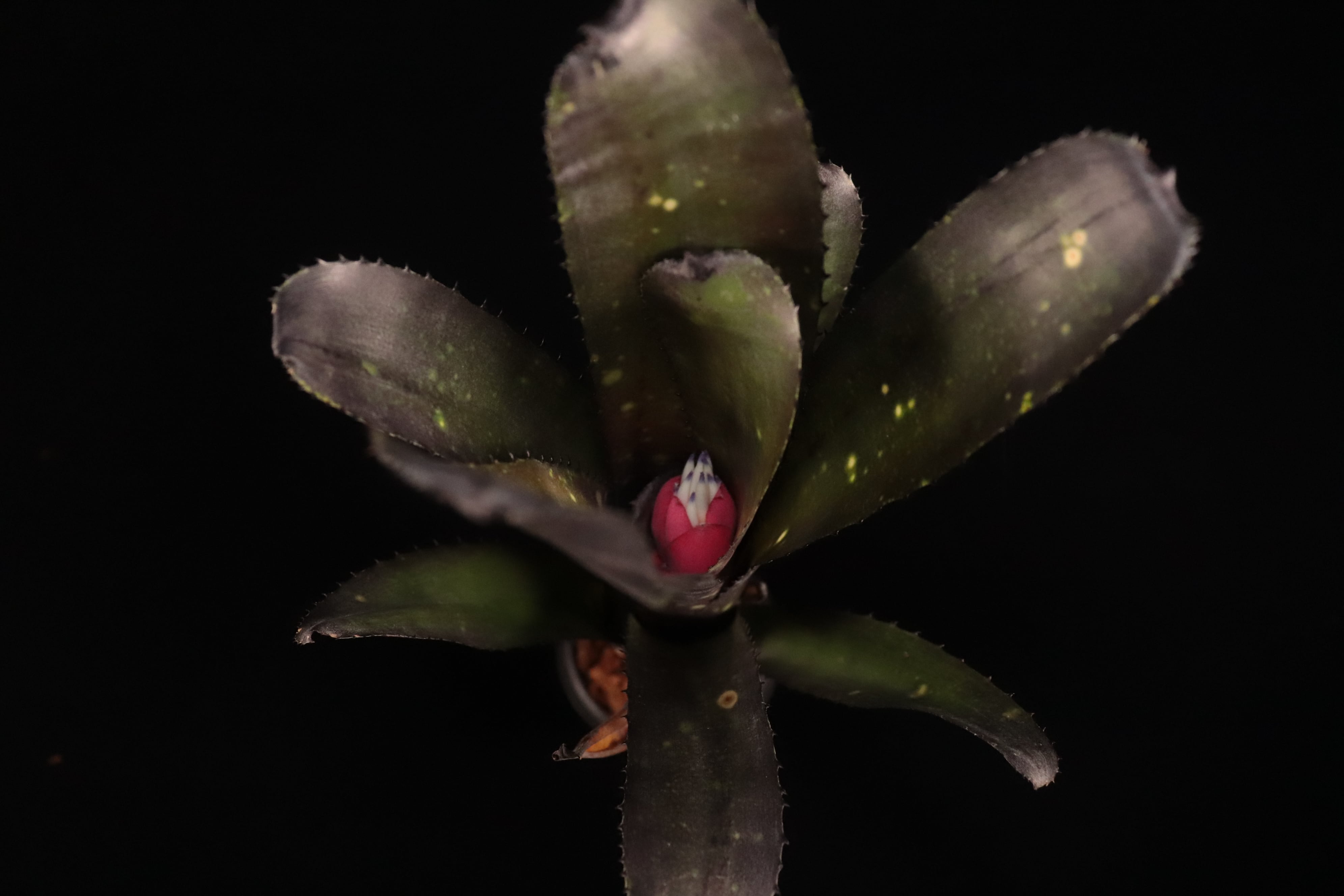 reserved】Billbergia 'Dark Prince'〔ビルベルギア〕現品発送B0276