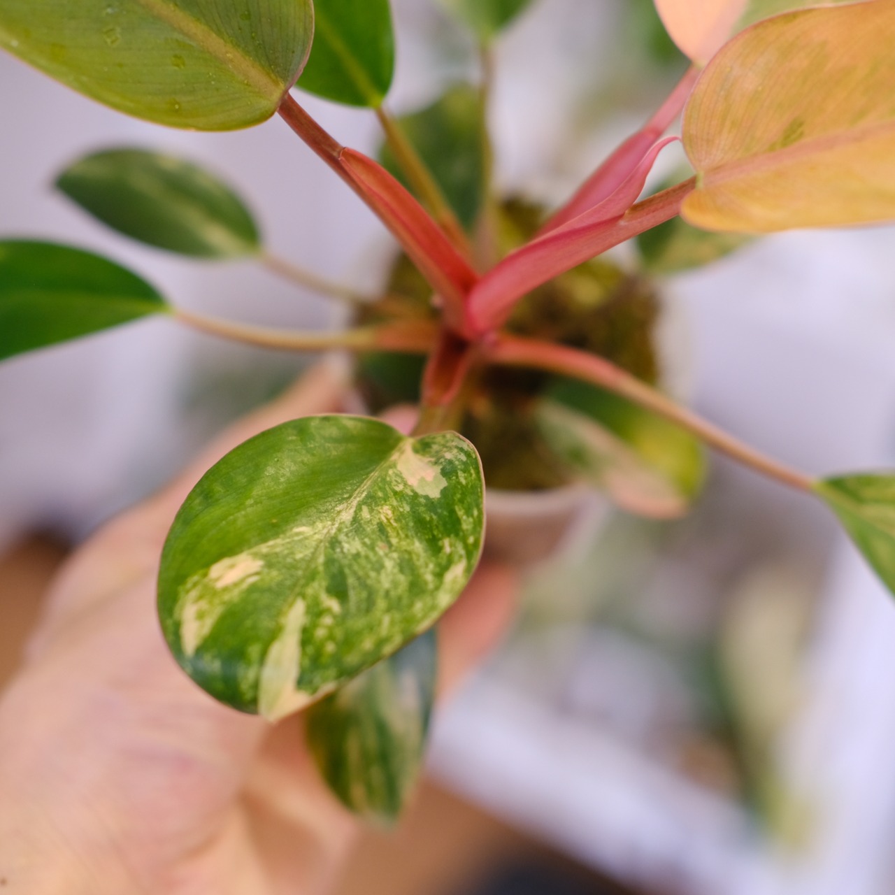 フィロデンドロン・レッドコンゴ / Philodendron Red Congo⑦