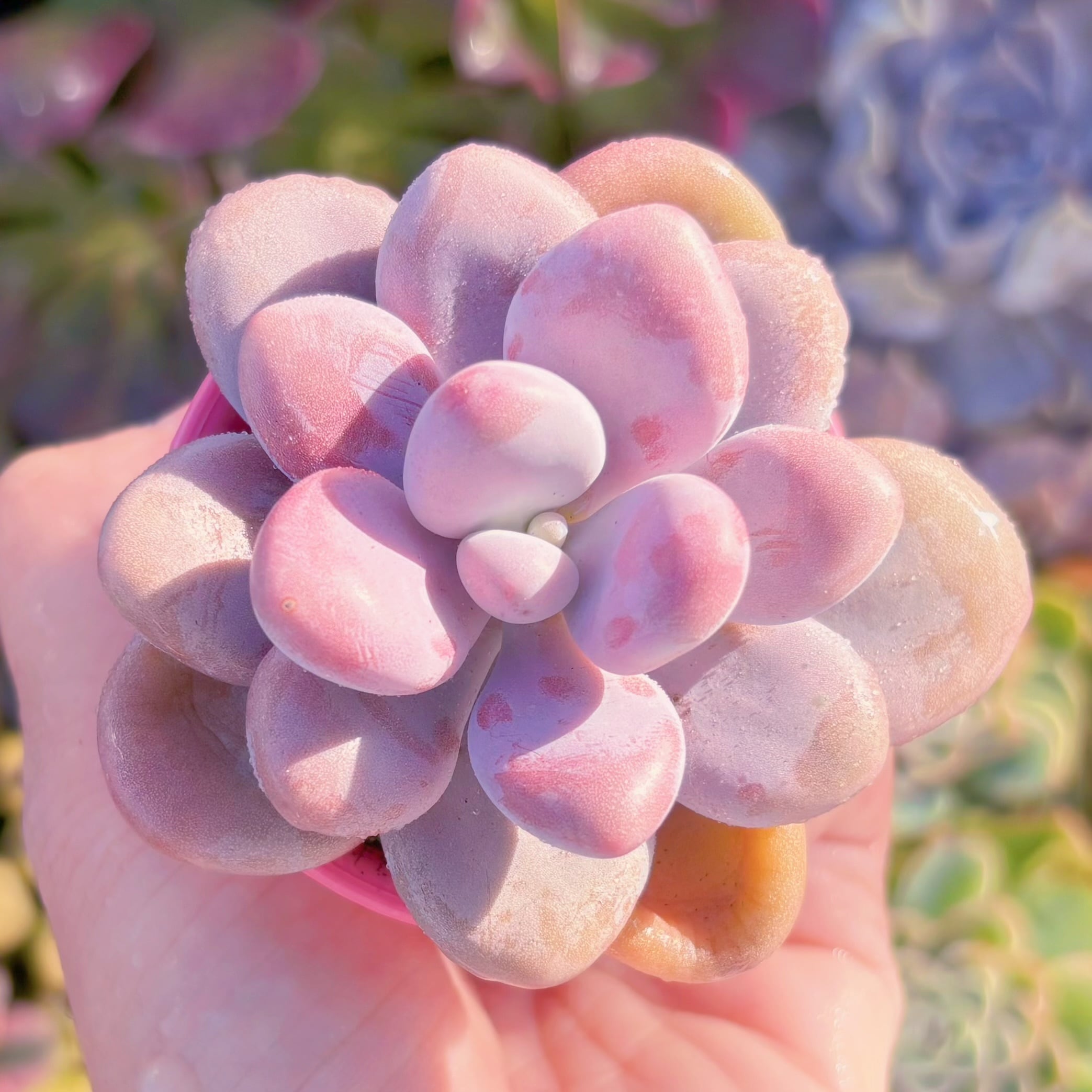 多肉植物　桃卵　新入荷　るる農園