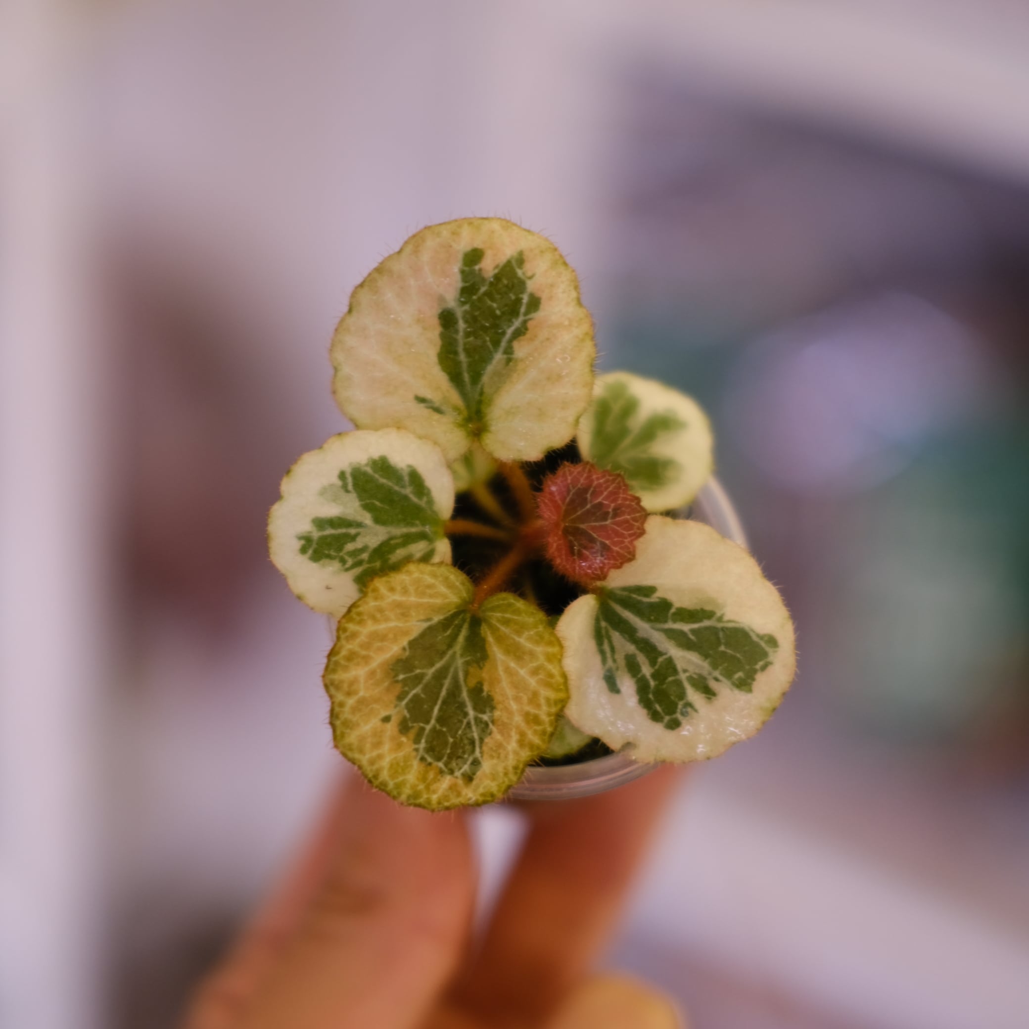 Saxifraga stolonifera Tricolor｜別名：ストロベリー ベゴニア｜観葉