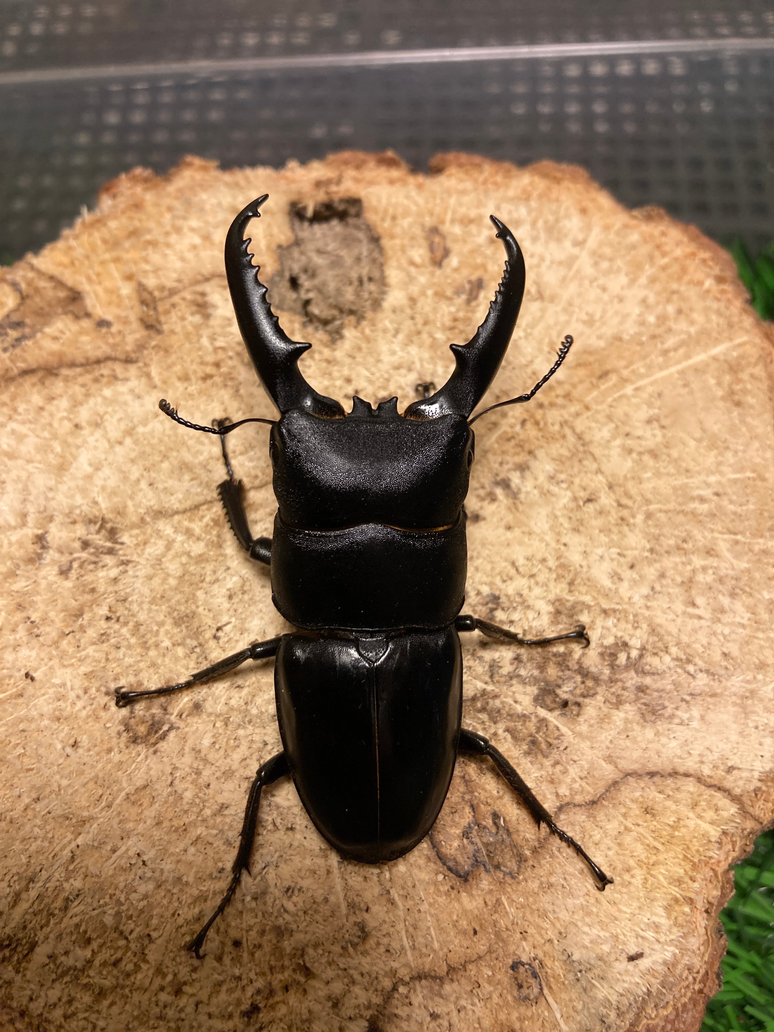 本土ヒラタクワガタ 53x30ペア WF2 | Insect Shop K&K