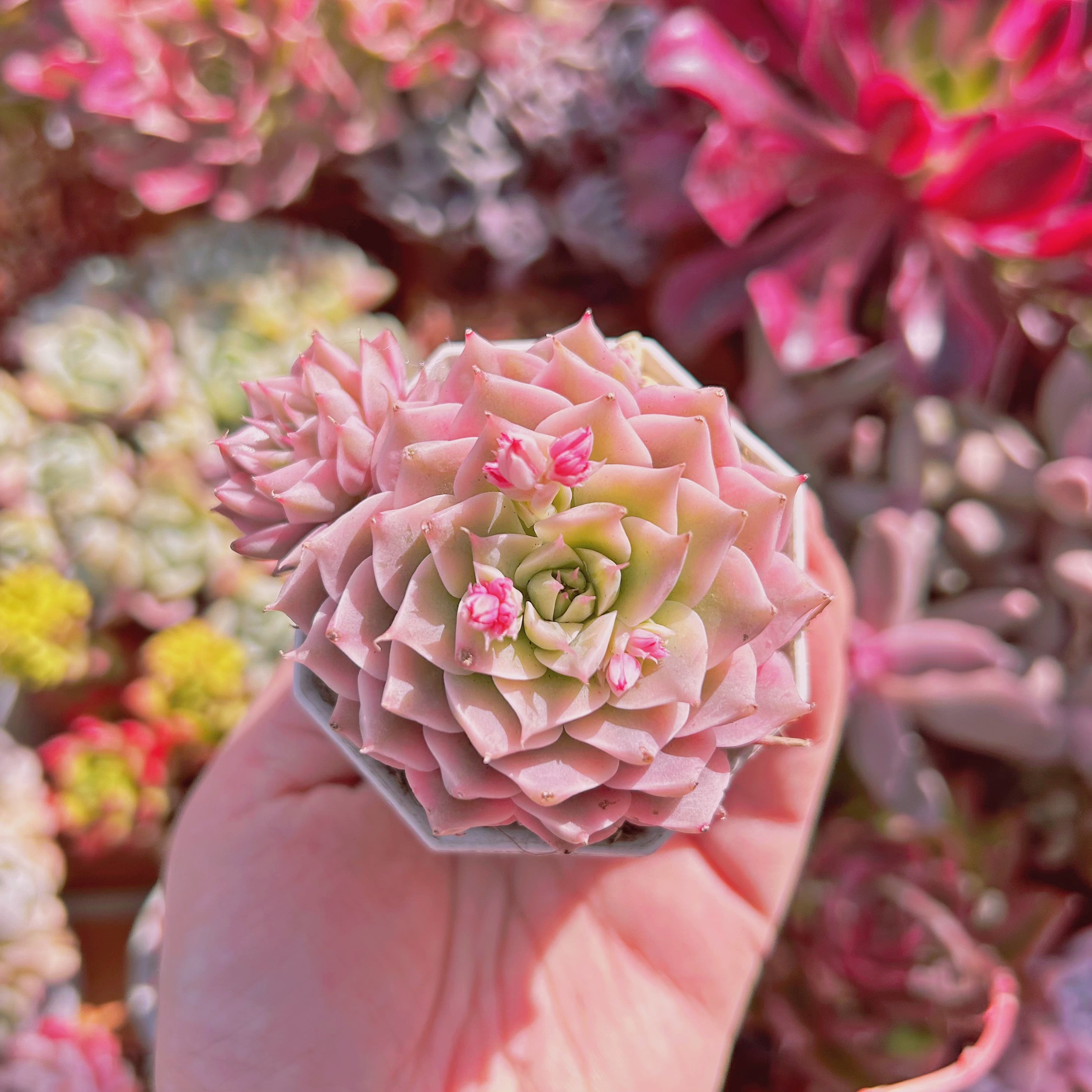 超美苗　多肉植物　マガレッド錦　2～3頭　群生