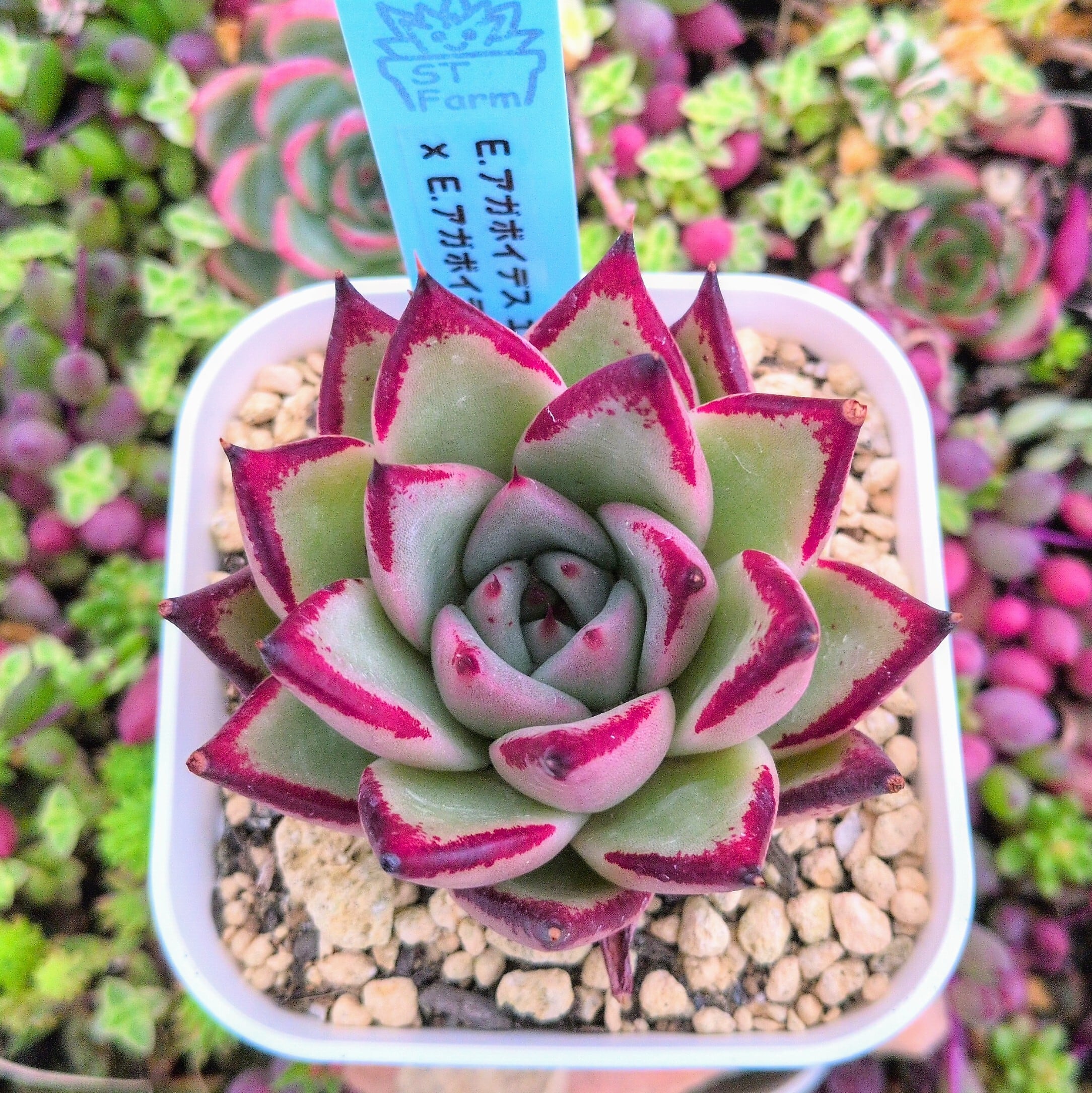 エケベリア アガボイデス エボニーxアガボイデス ロメオ 実生苗（抜き