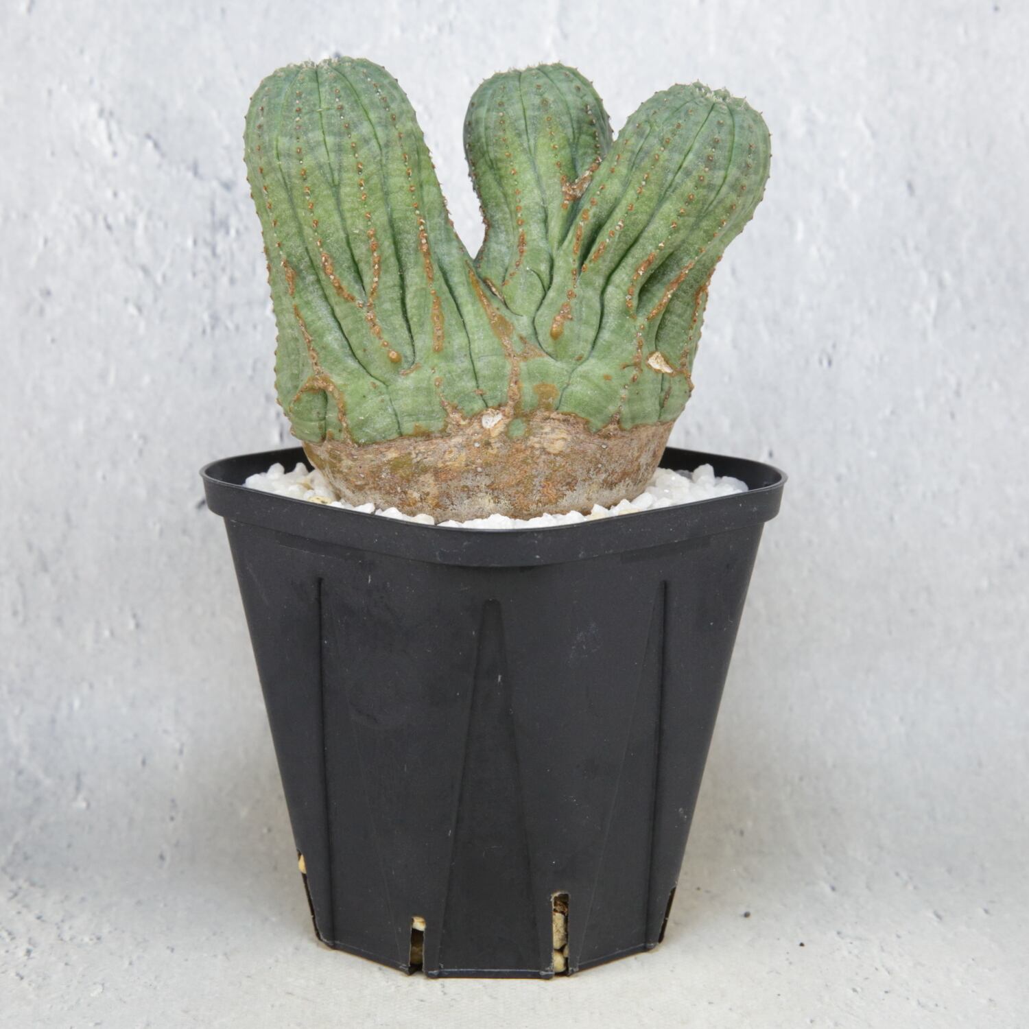 RETAKE【超厳選株】円扇石化 三頭 ダブルヘッド オベサ