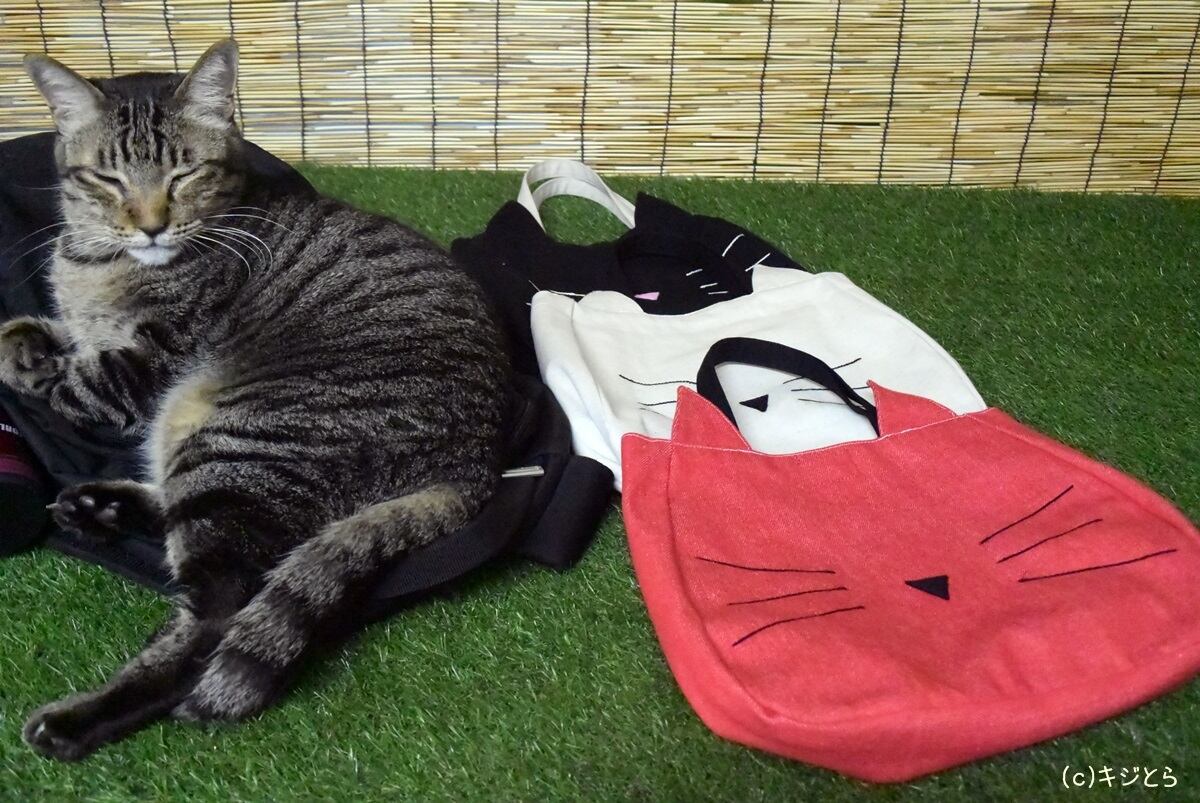 猫専用マフラー:みゃふら~(手編み:緑色) | OIDENYAI 猫専用マフラー:みゃふら~(手編み:緑色) | OIDENYAI