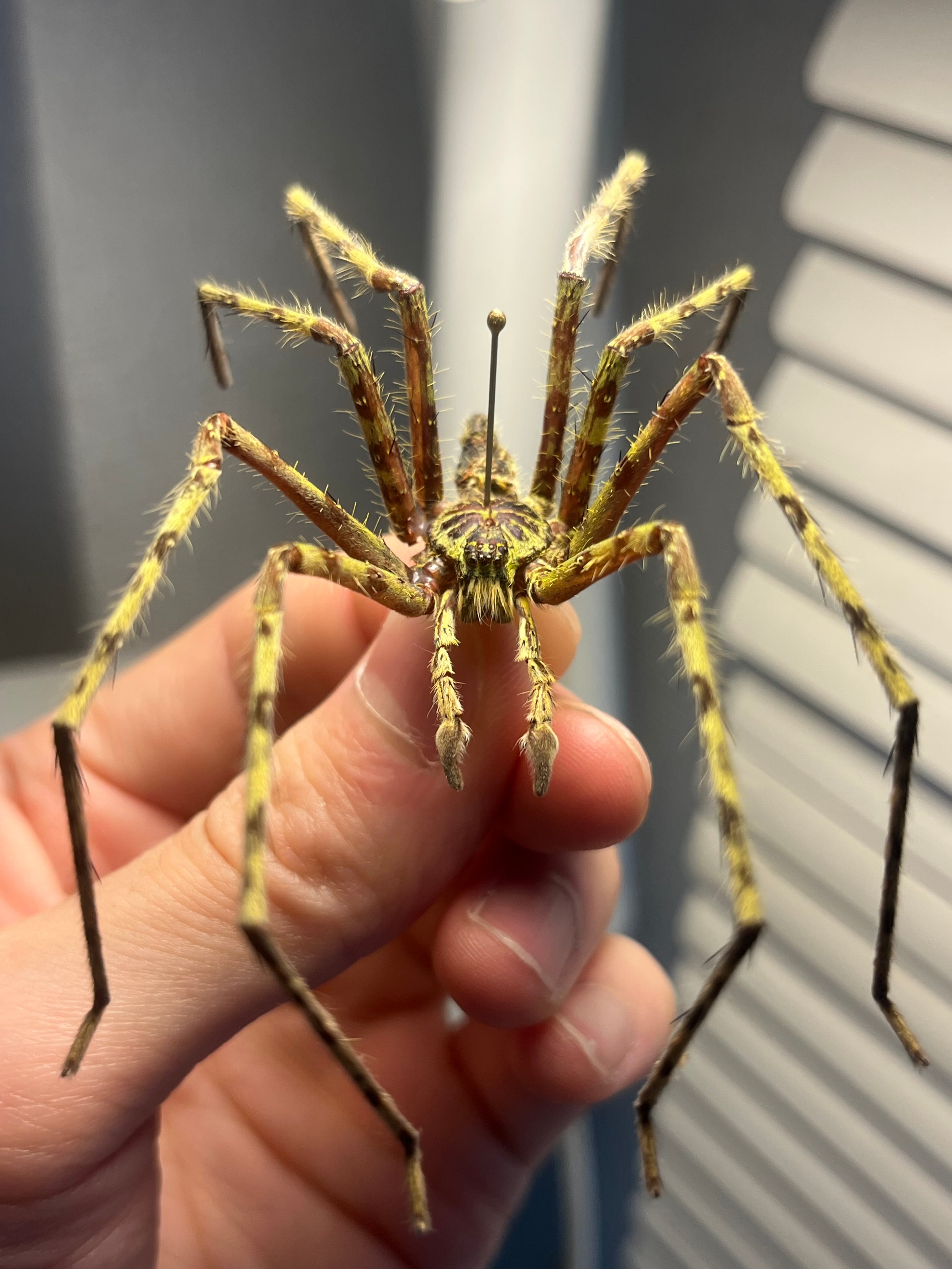 標本】グリーンハンツマン トゥルースパイダーマンティスムカデ