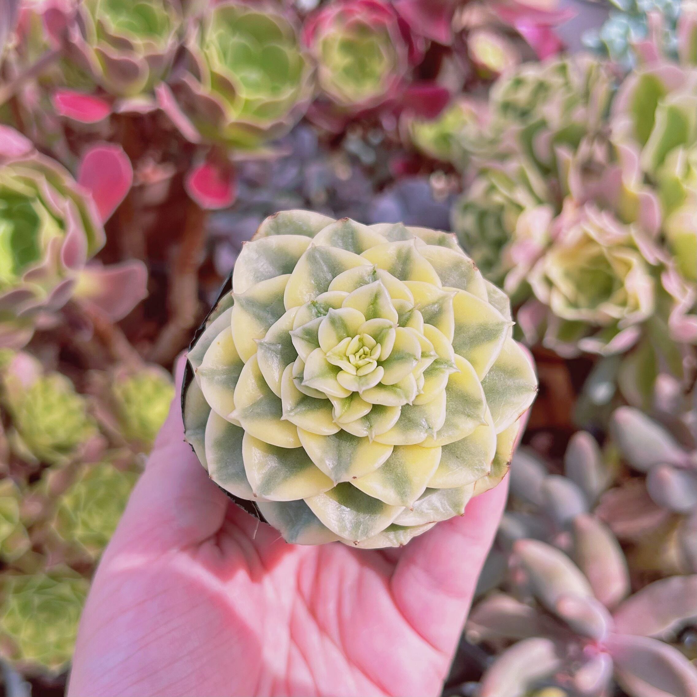 現物　多肉植物　ヌダ錦