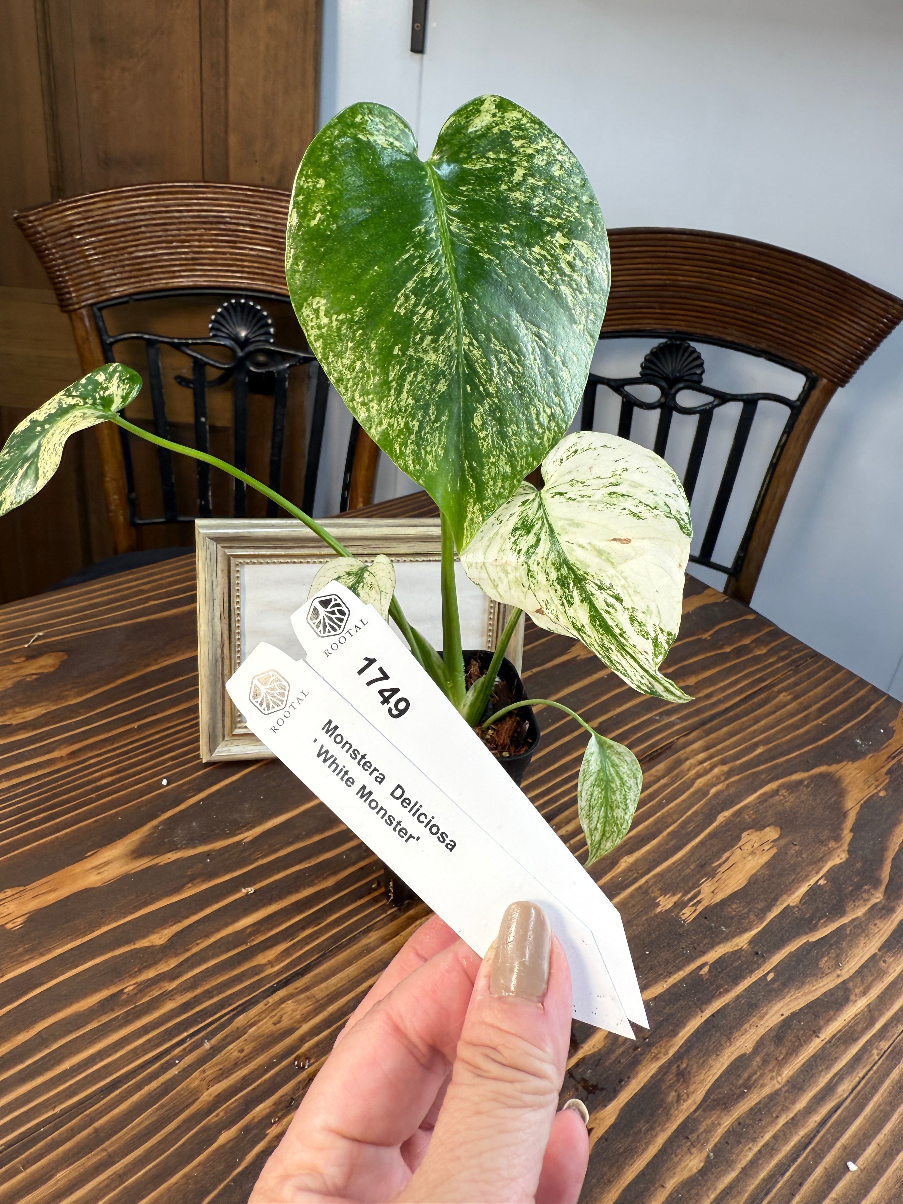 ★1749 モンステラ デリシオーサホワイトモンスター(2.5号ロング硬質ポット)