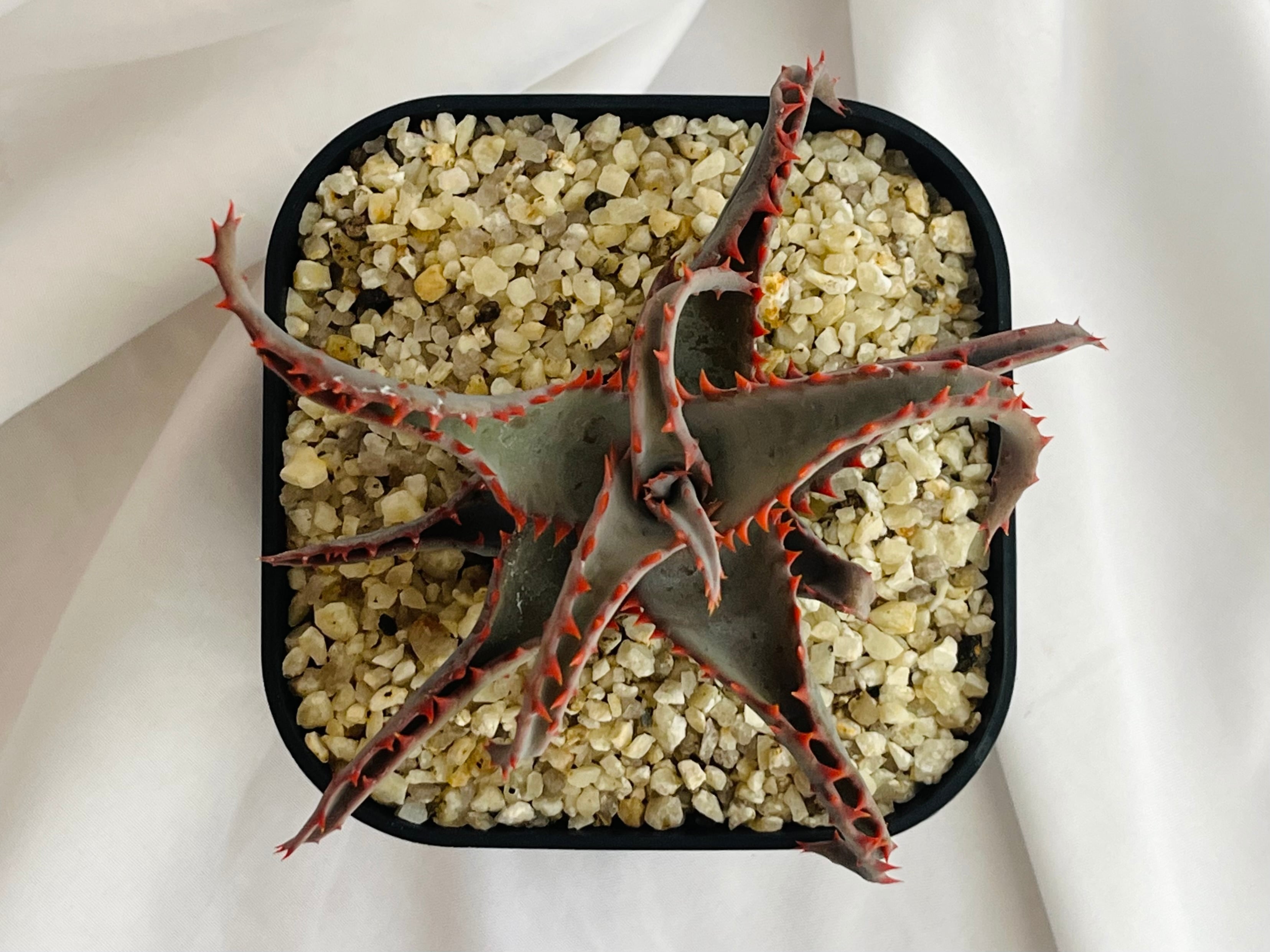 Aloe hybrid アロエ ハイブリッド 多肉植物 | plants MARU ーサボテン