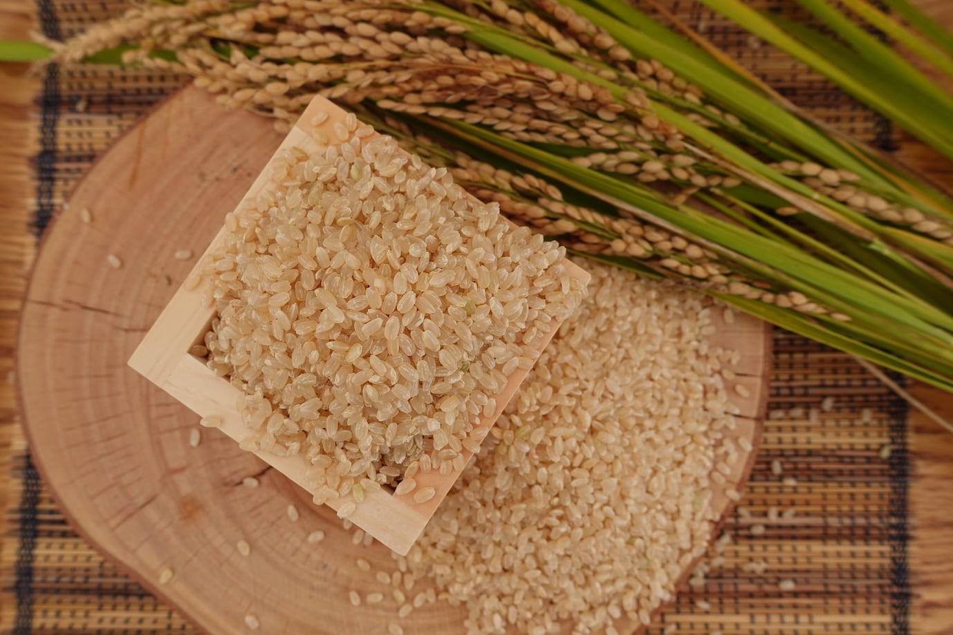 玄米】【令和5年度】10kg特別栽培米コシヒカリ　中村農園