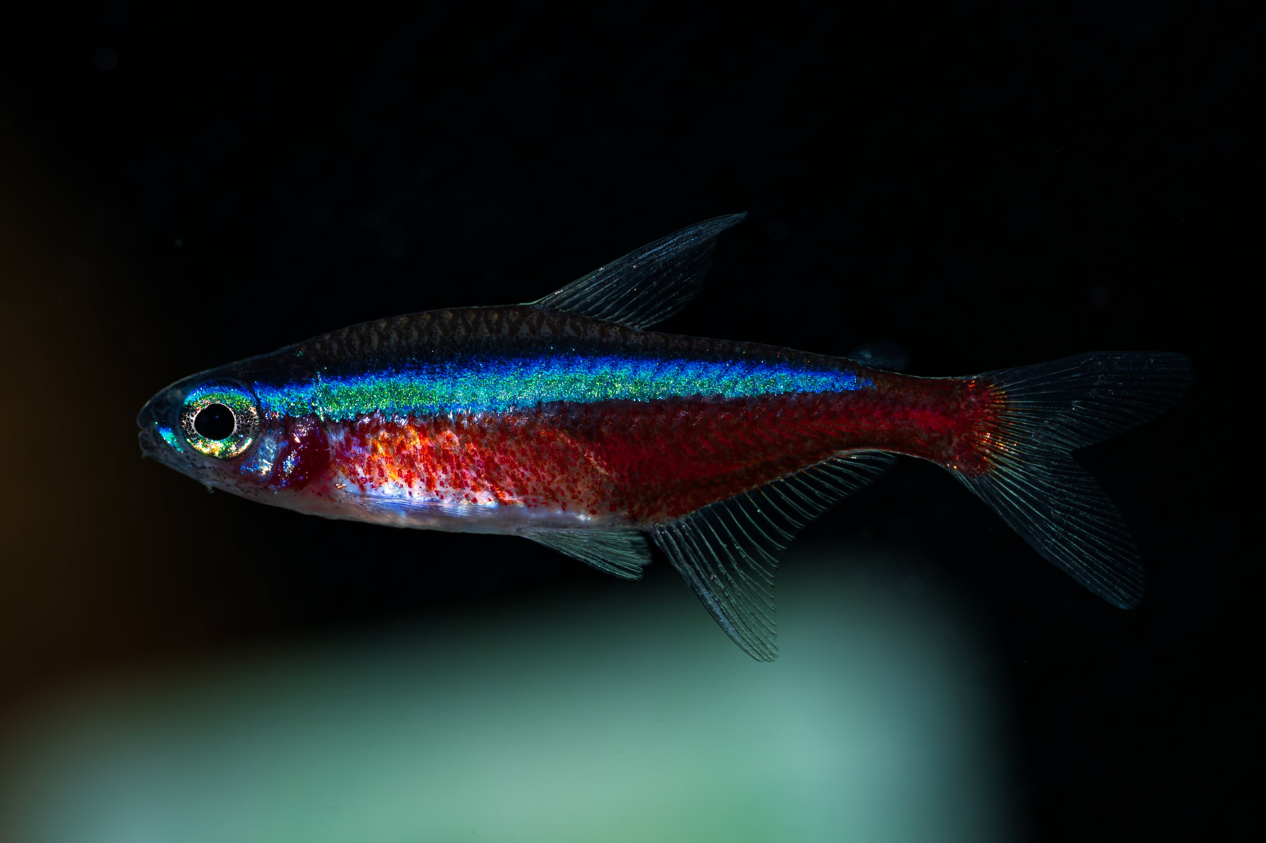 熱帯魚 コリドラスゴッセイ ワイルドF1 Ｌサイズ ３匹セット コリドラスゴッセイ（ワイルド） - 熱帯魚のmishima