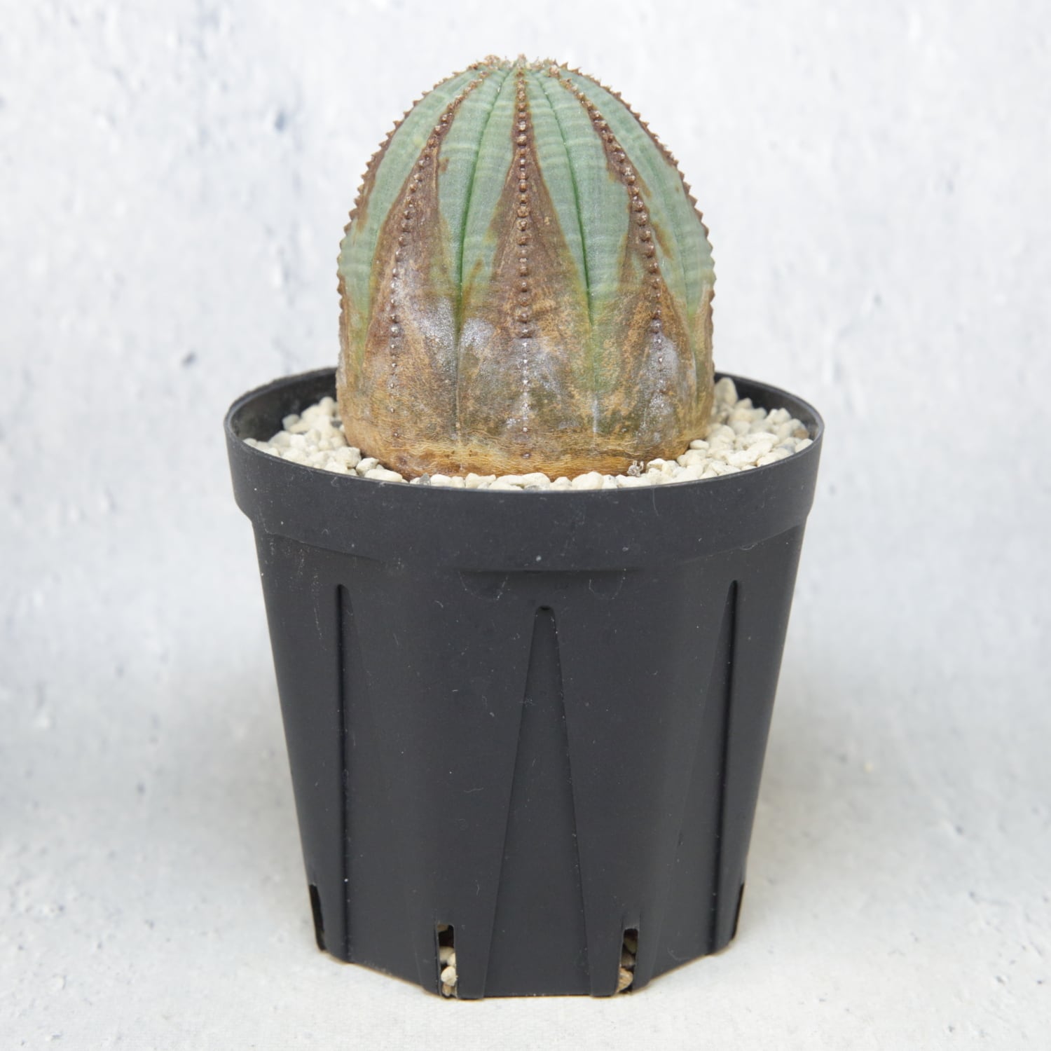 オス株 美模様 木質化 オベサ / ユーフォルビア | LIGHTHOUSE.PLANTS