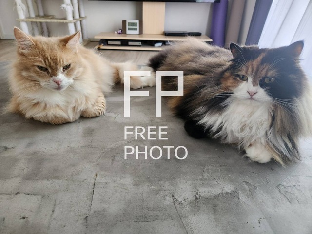 猫