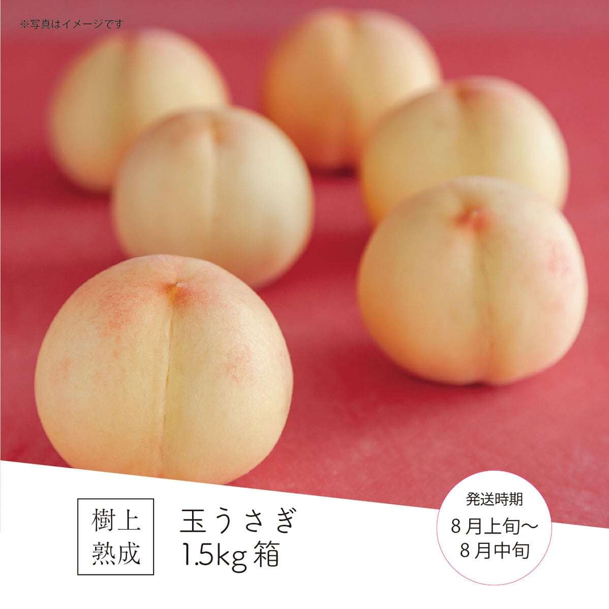 桃蓮玉専用 2026年発送☆先行予約】【全玉糖度14度保証付】一宮の大玉桃 4〜6玉 約