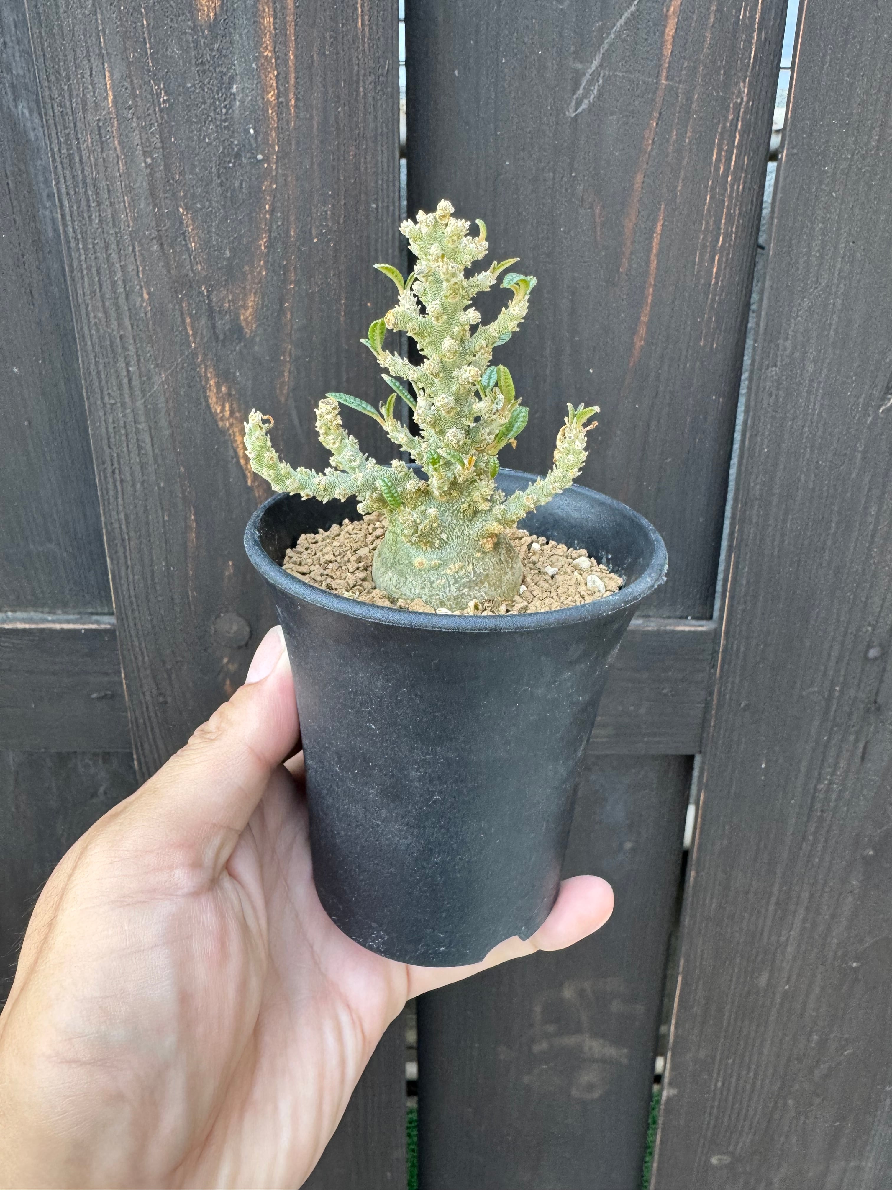 極上品】Dorstenia gigas f. bullata 【ぷっくり小さなギガスの最高峰