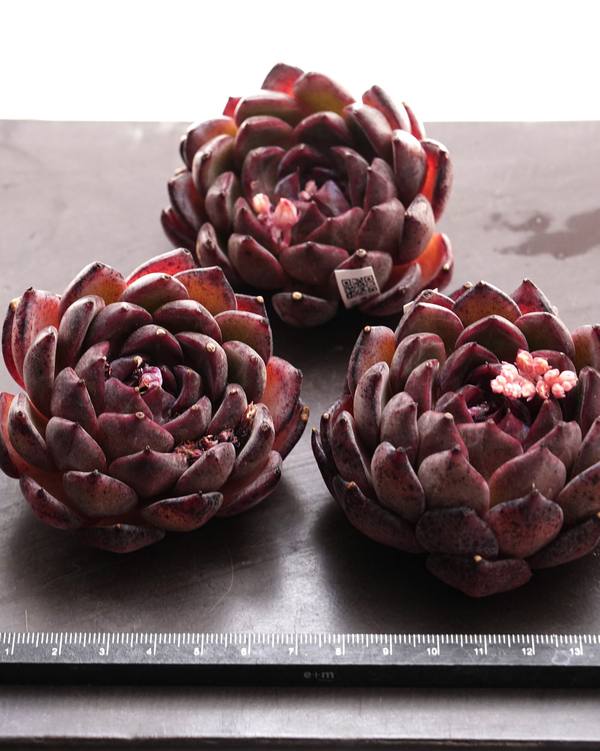 カット苗 玄霜 【日本初上陸？！】 Echeveria 'Xuanshuang' | PUKUBOOK