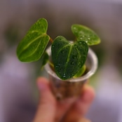 Anthurium Carlablackiae / アンスリウム カーラブラッキー⑱│観葉植物