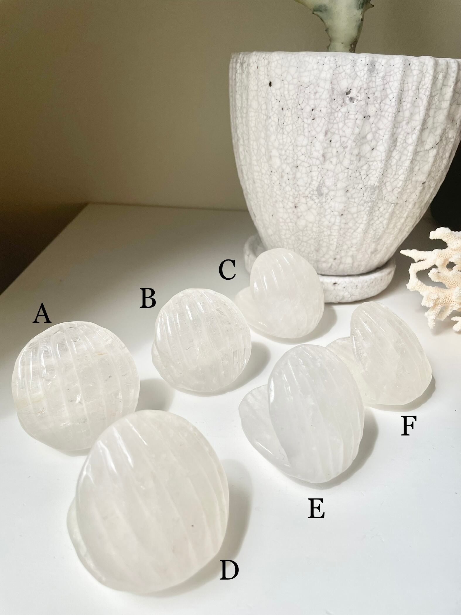 Crystal Shell / 水晶 貝 | AINA MINERALS