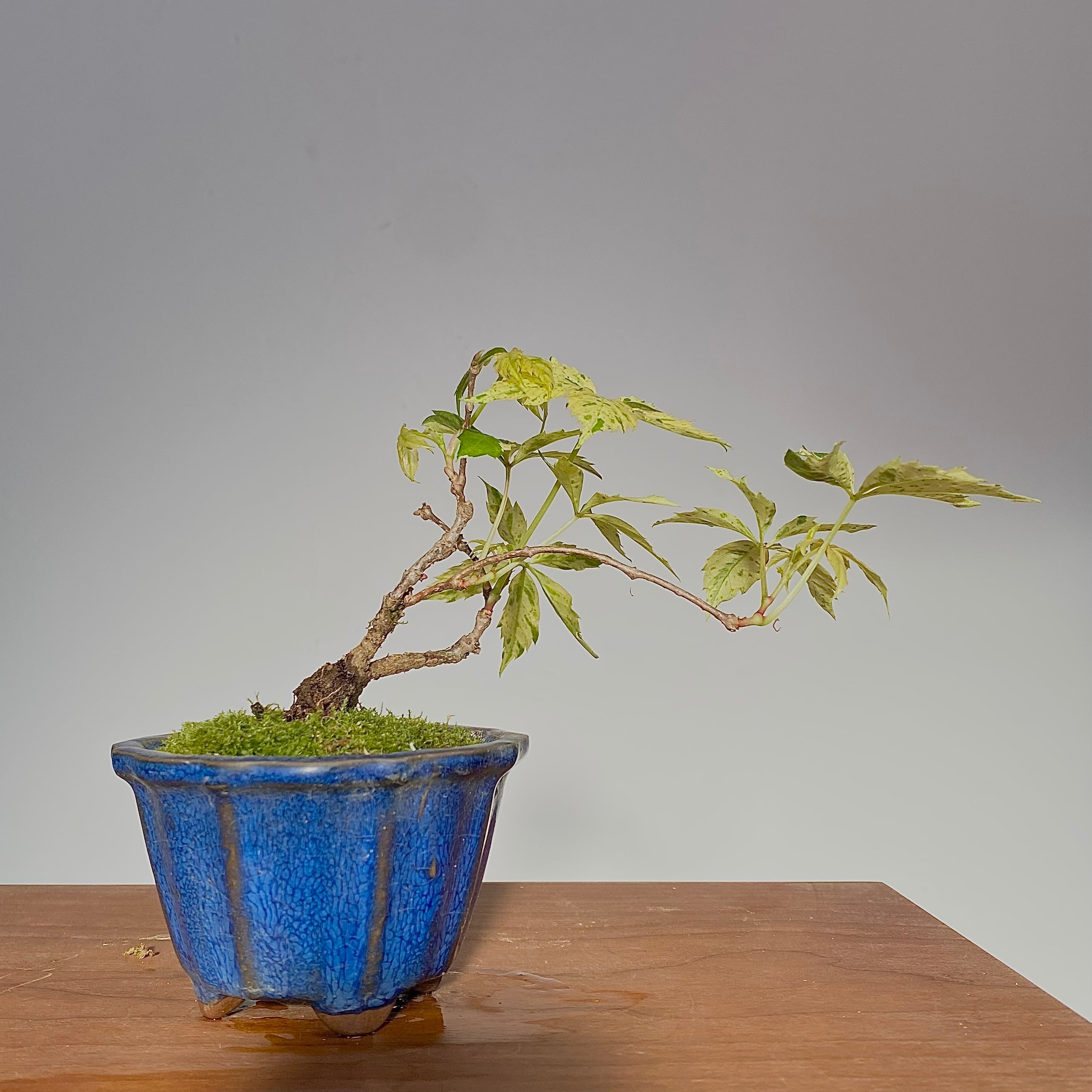 斑入りアメリカヅタのミニ盆栽｜高さ 約15cm | BONSAI Labo ウエブショップ