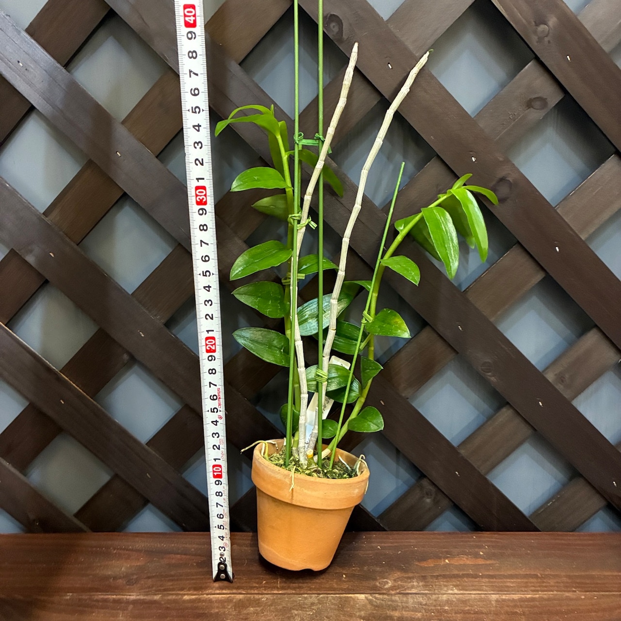 洋ラン　デンドロビウム　Den.anosmum coerulea x Sib【980】