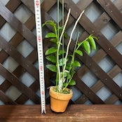 洋ラン　デンドロビウム　Den.anosmum coerulea x Sib【980】